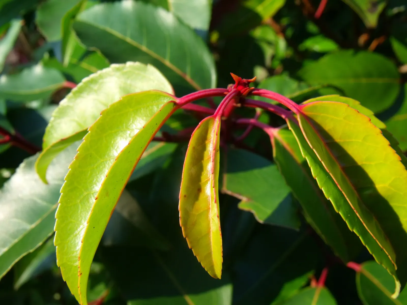 Fraser Photinia (Photinia X Fraseri) — the shrub also produces modest clusters of white flowers