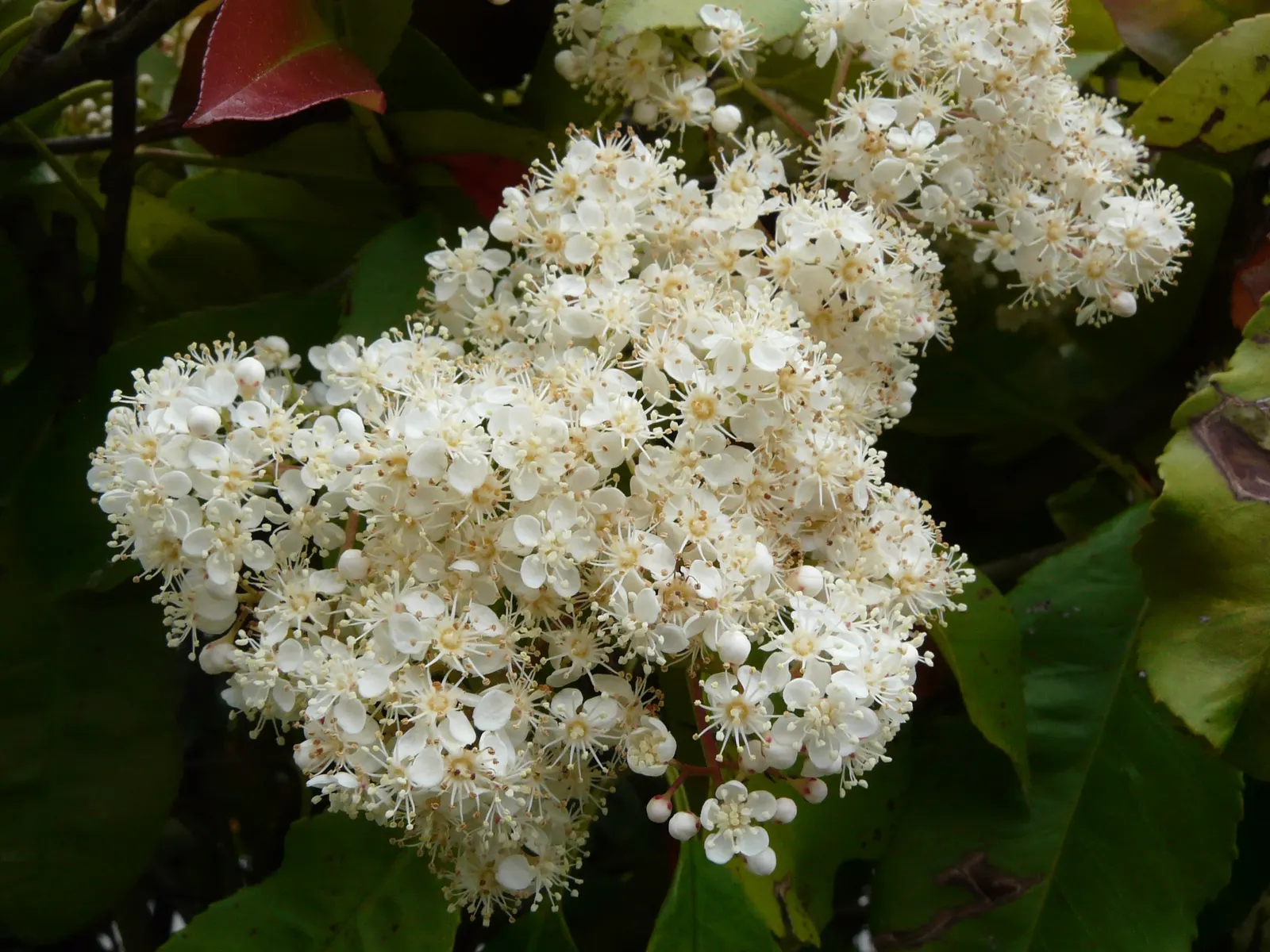 Fraser Photinia (Photinia X Fraseri) — The Fraser Photinia thrives in USDA zones 7 to 9 and prefers full sun to partial shade