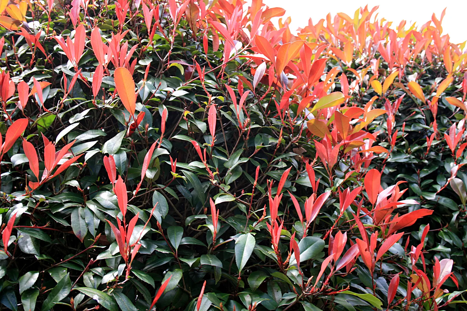Fraser Photinia (Photinia X Fraseri) — promoting fresh growth bursts