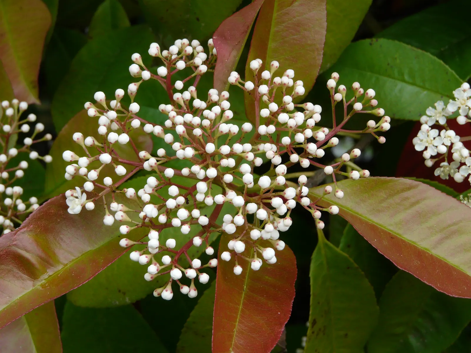Fraser Photinia (Photinia X Fraseri) — The plant typically reaches a height of 10 to 15 feet with a similar spread
