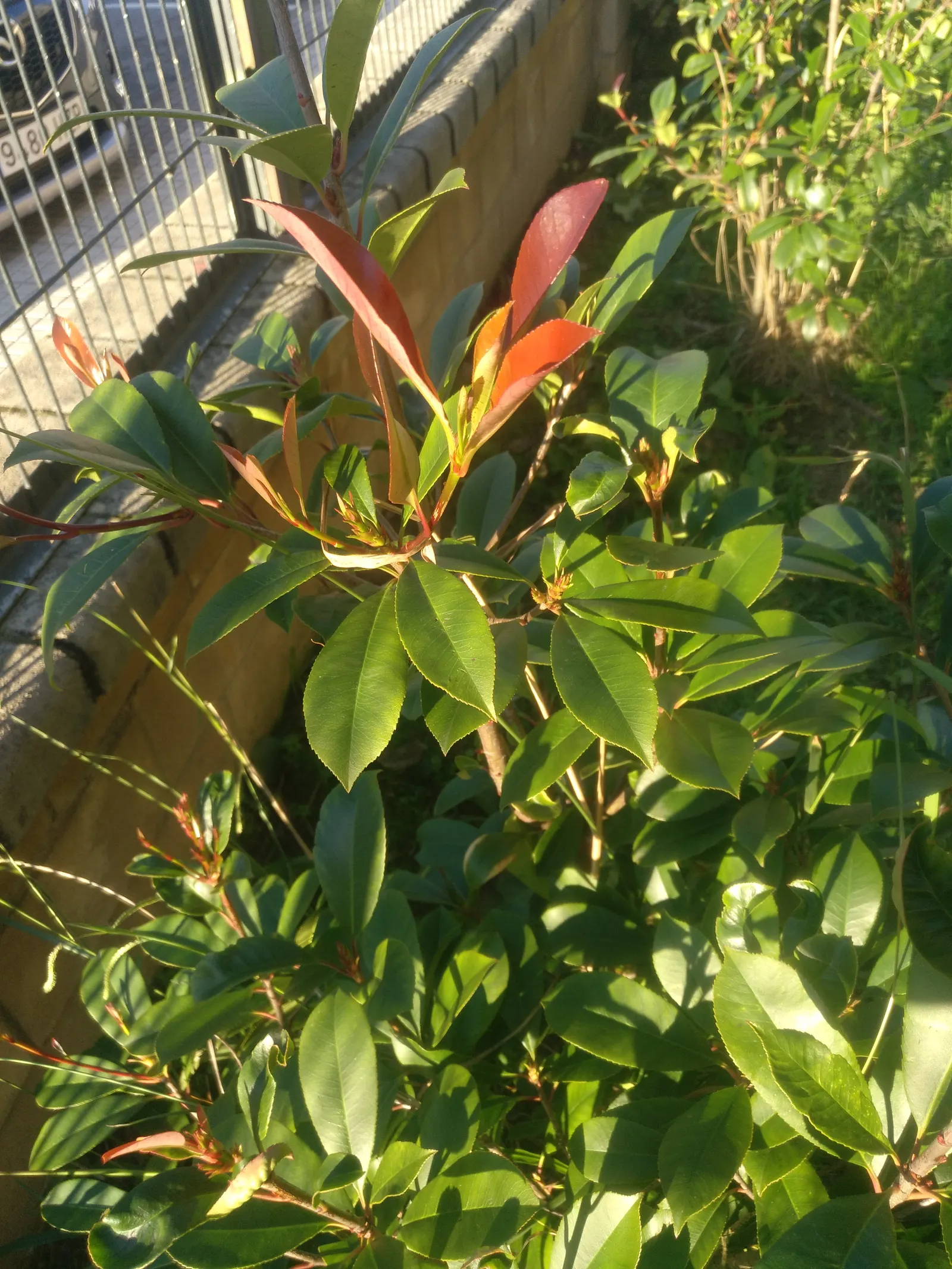 Fraser Photinia (Photinia X Fraseri) — shrub with white blooms