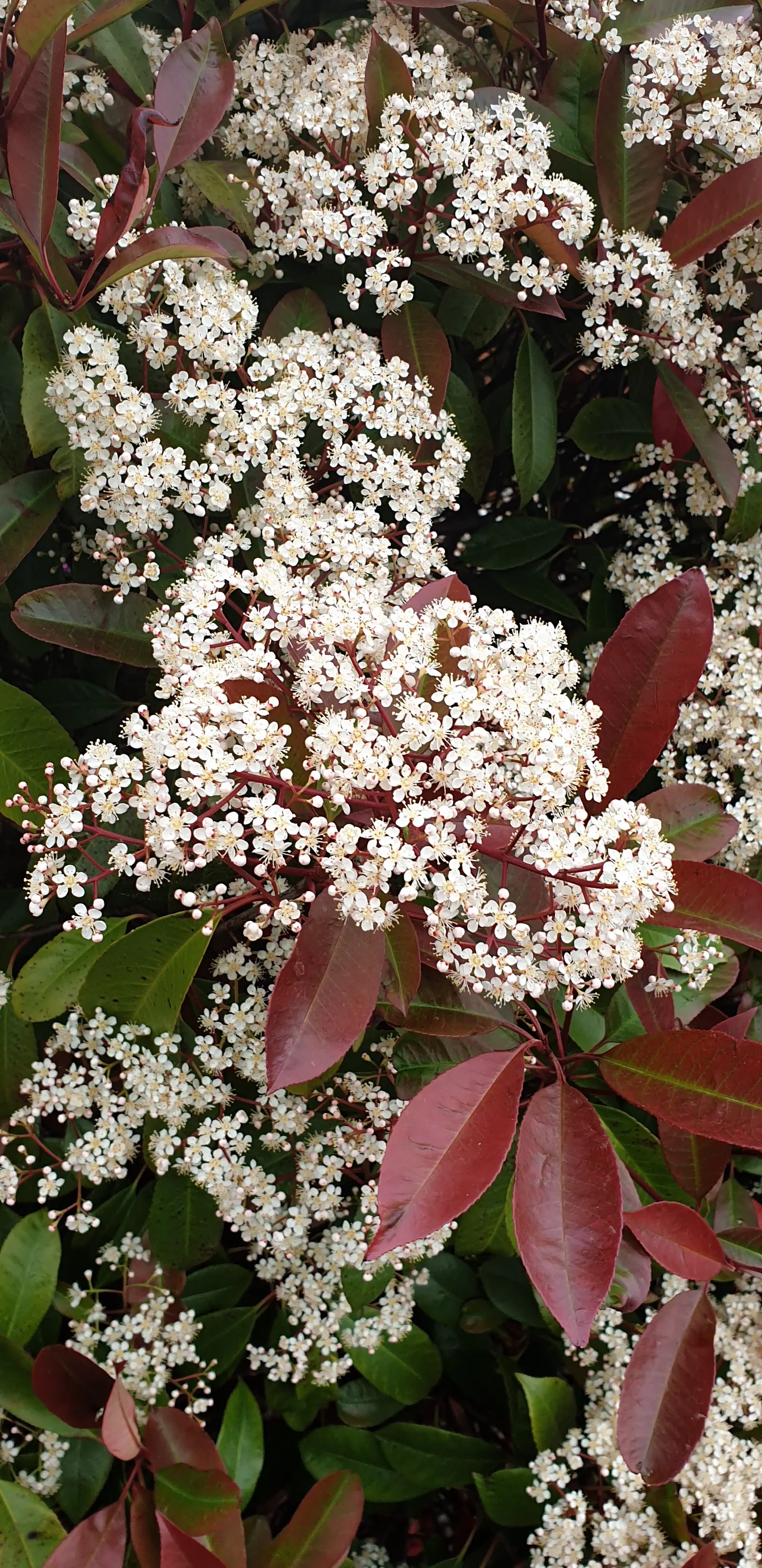 Fraser Photinia (Photinia X Fraseri) — is a popular evergreen shrub