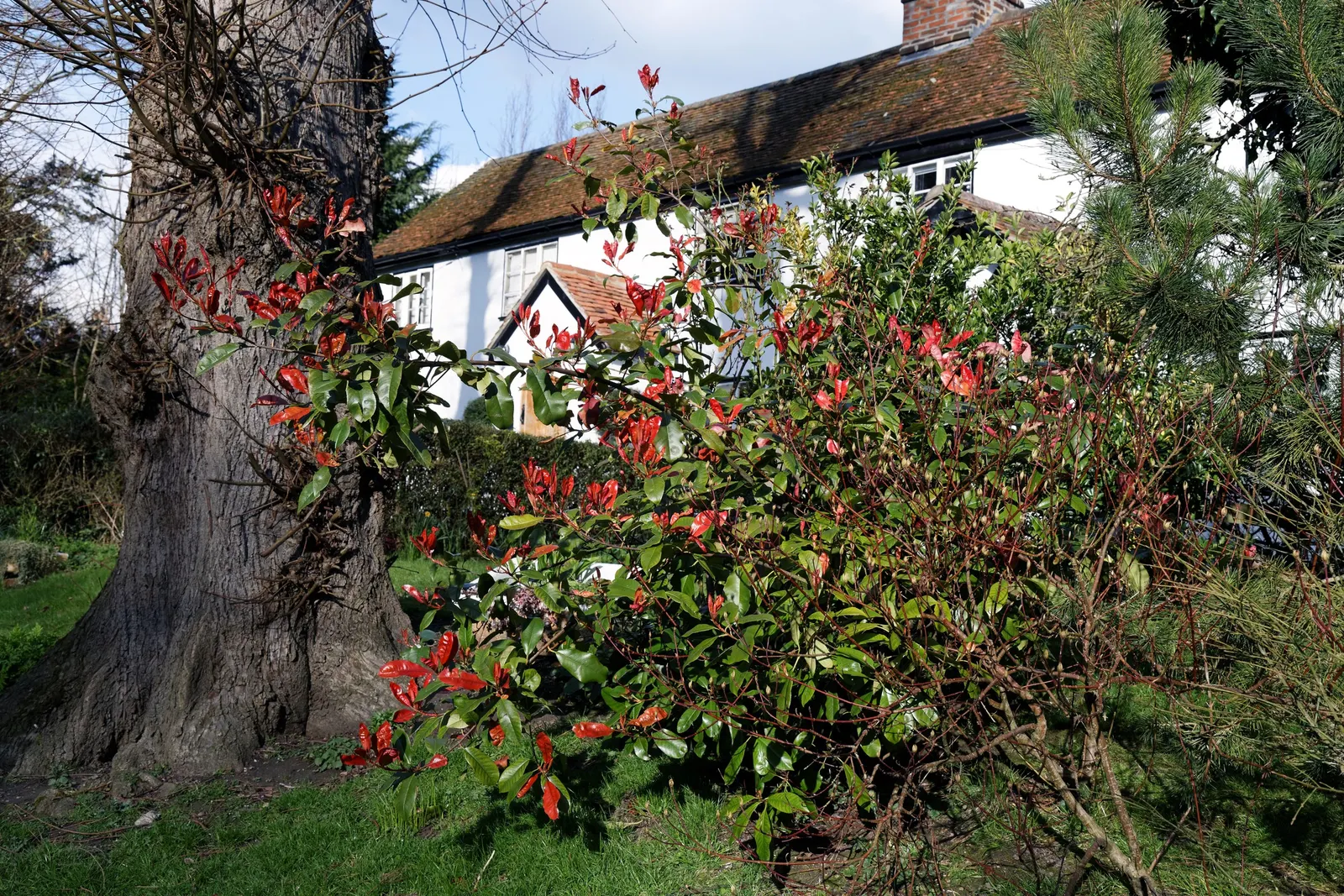 Fraser Photinia (Photinia X Fraseri) — which emerge in spring and slowly transition to a rich