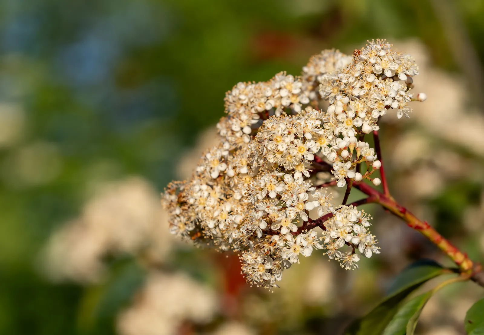 Fraser Photinia (Photinia X Fraseri) — This vibrant foliage display can be further encouraged through strategic pruning