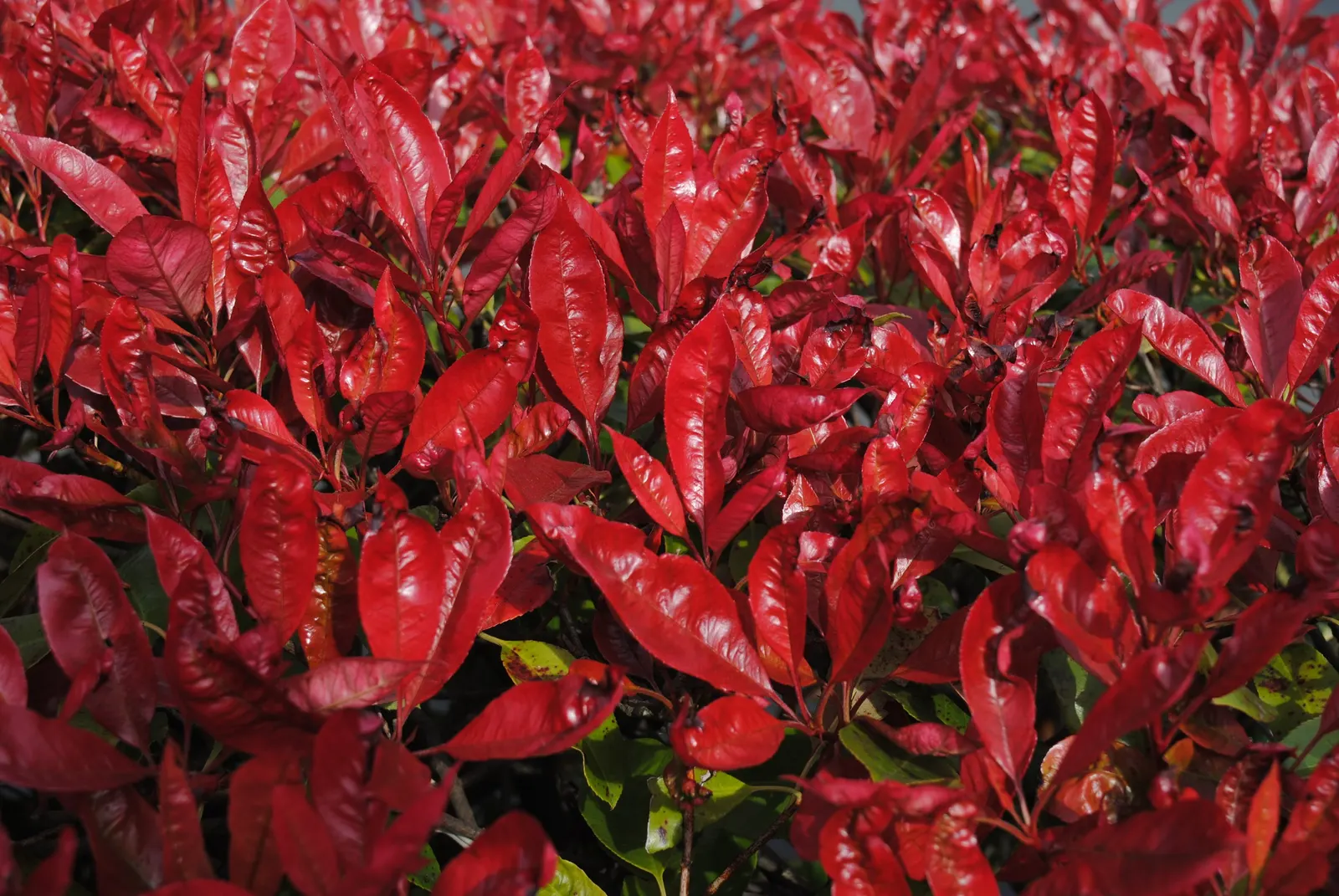 Fraser Photinia (Photinia X Fraseri) — creating a robust and versatile plant