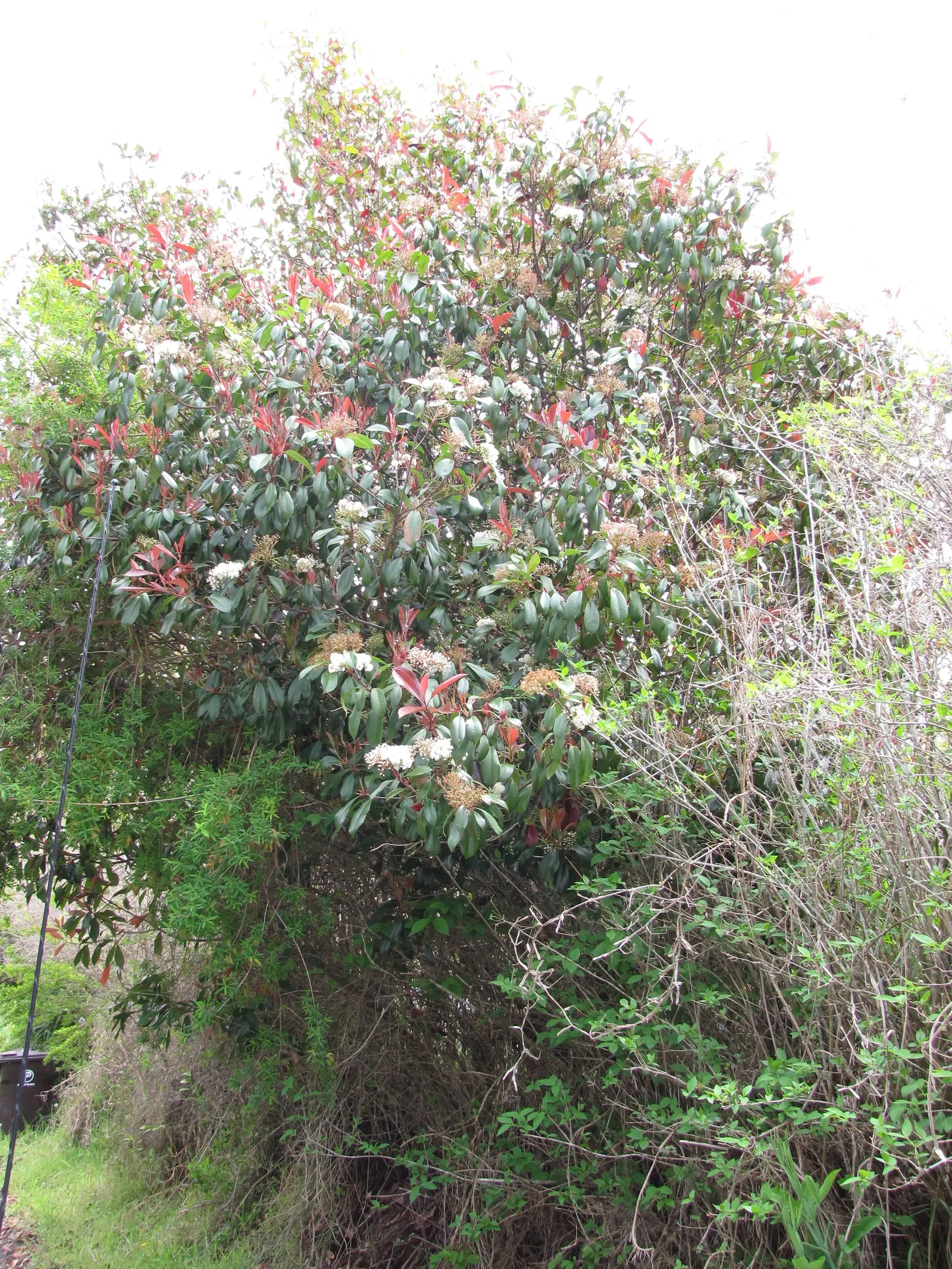 Fraser Photinia (Photinia X Fraseri) — Recognizable by its glossy green leaves and striking red young foliage