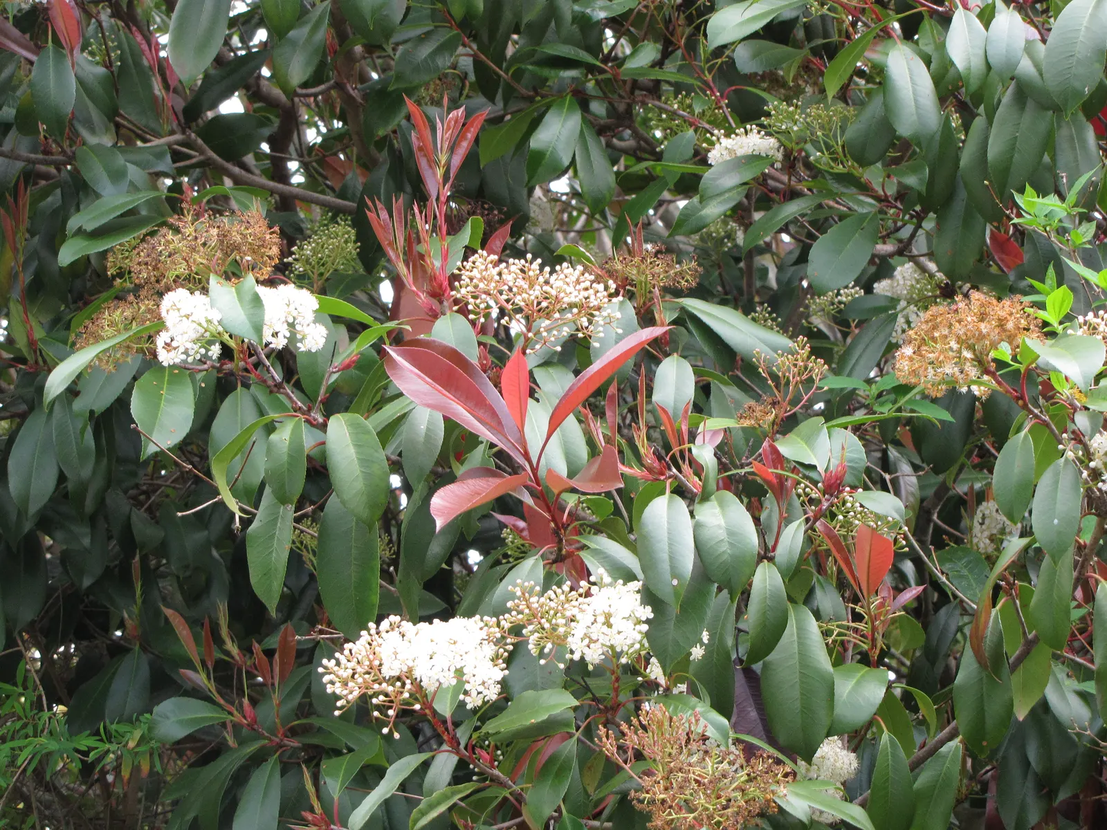 Fraser Photinia (Photinia X Fraseri) — reaching 10-15 feet in height and width