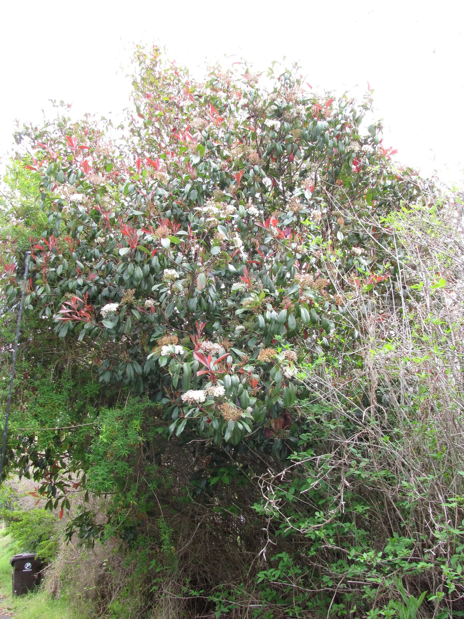 Fraser Photinia (Photinia X Fraseri) — it blooms with modest white flowers in spring
