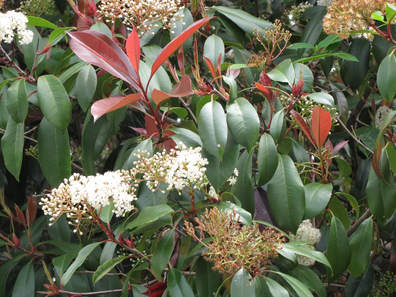 Fraser Photinia (Photinia X Fraseri) — Ideal for hedges or privacy screens, it requires full sun to partial shade and well-drained soil