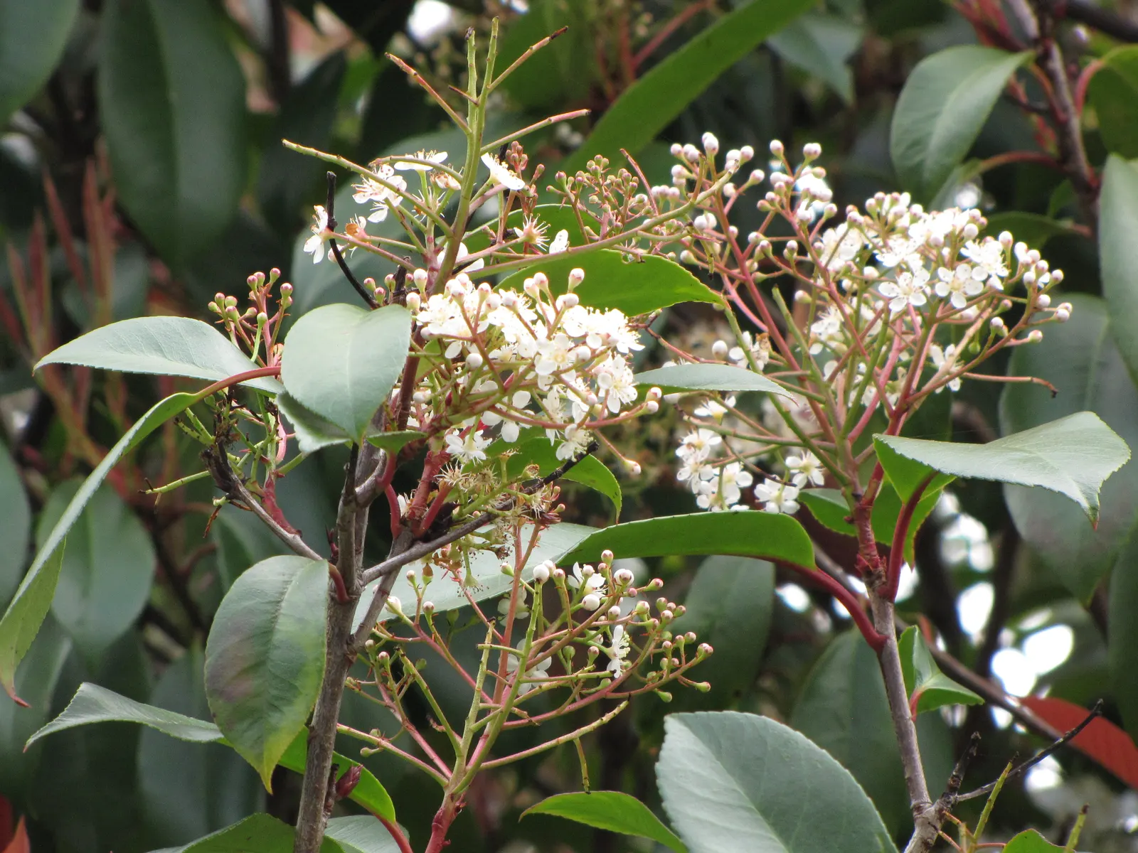 Fraser Photinia (Photinia X Fraseri) — Prune regularly to maintain shape and encourage vibrant new growth