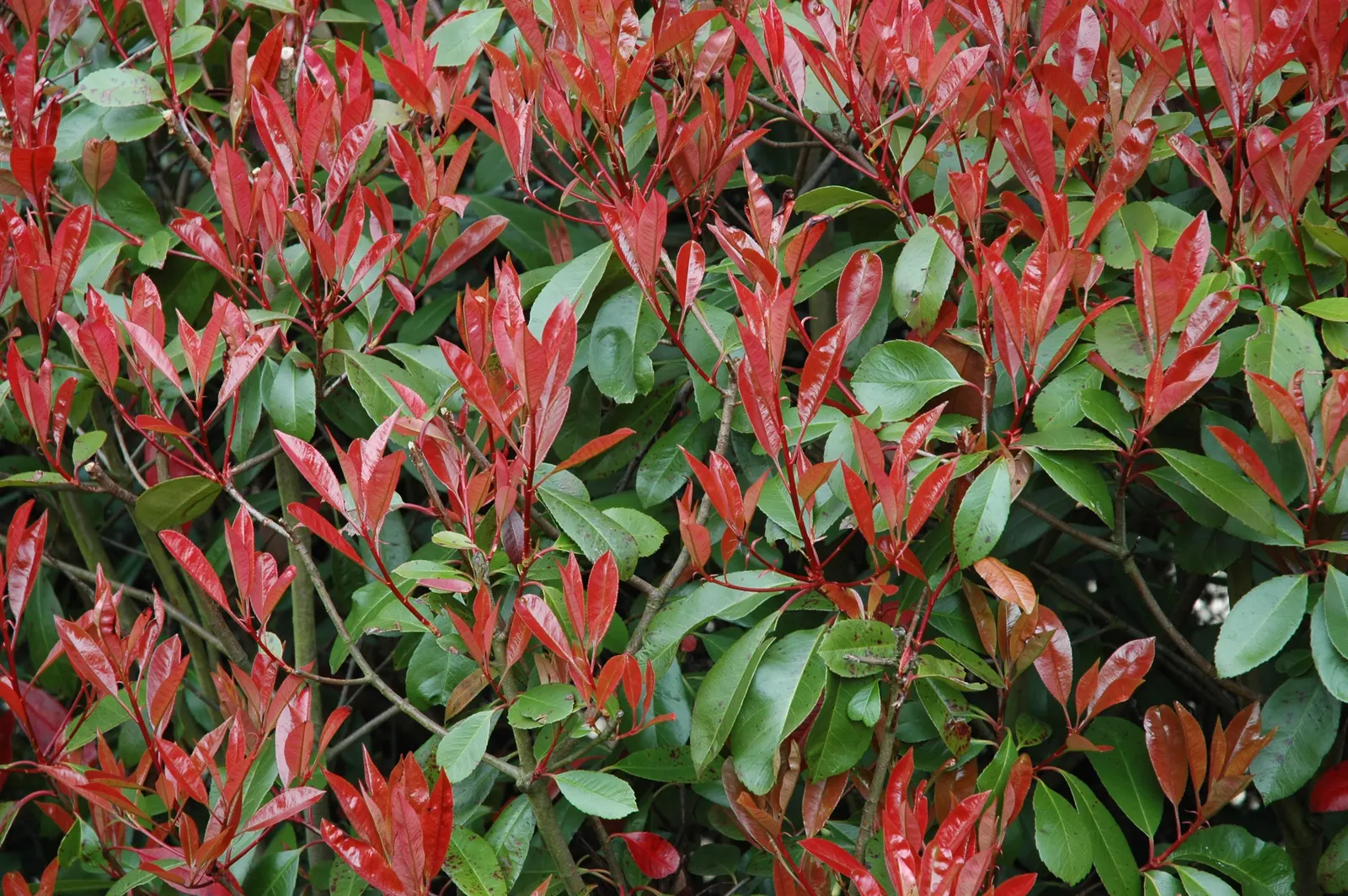Fraser Photinia (Photinia X Fraseri) — provide space for adequate air circulation and apply fertilizer in the spring before new growth commences