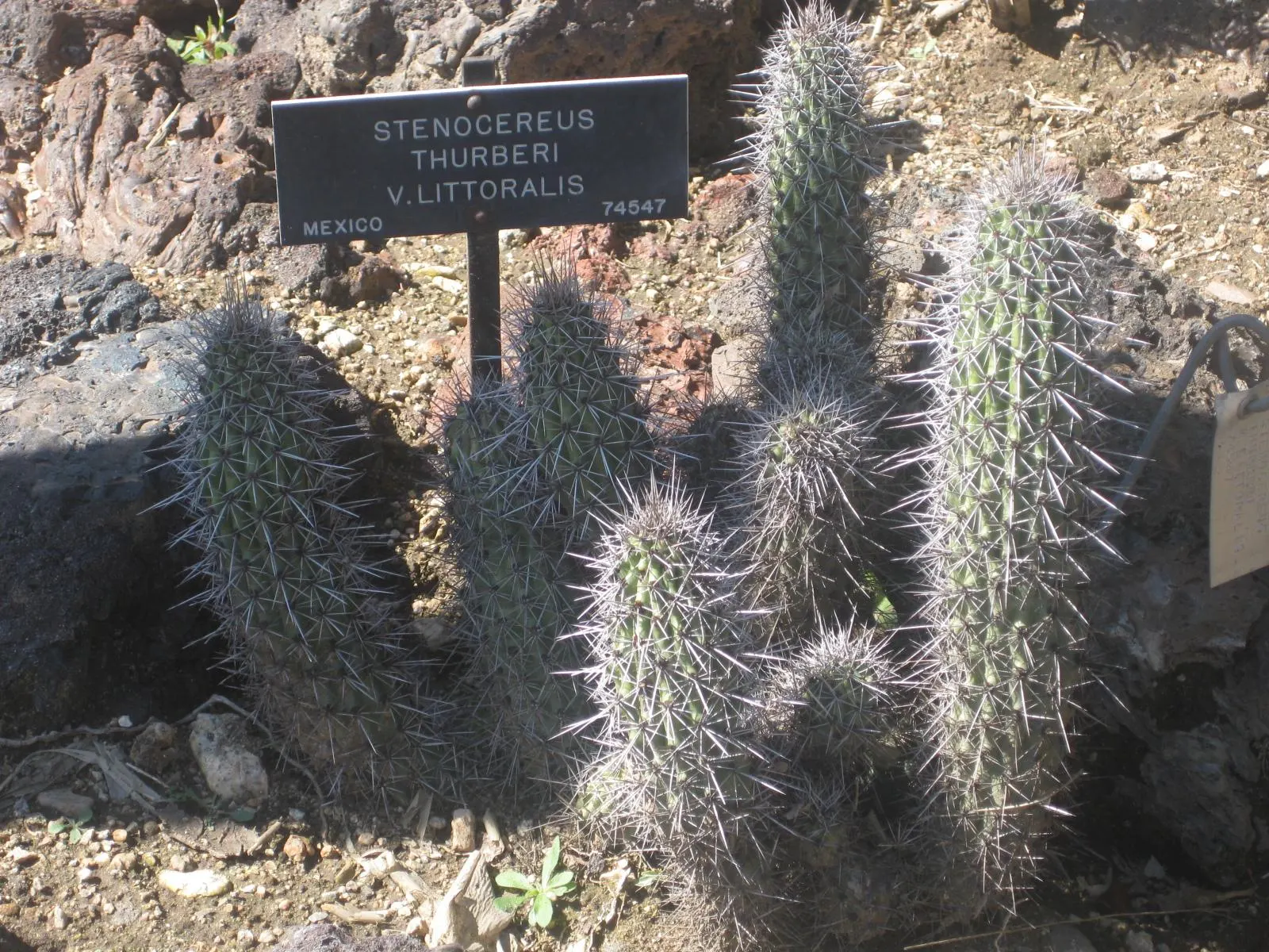 Organpipe Cactus (Stenocereus Thurberi) — this species resembles the pipes of an organ