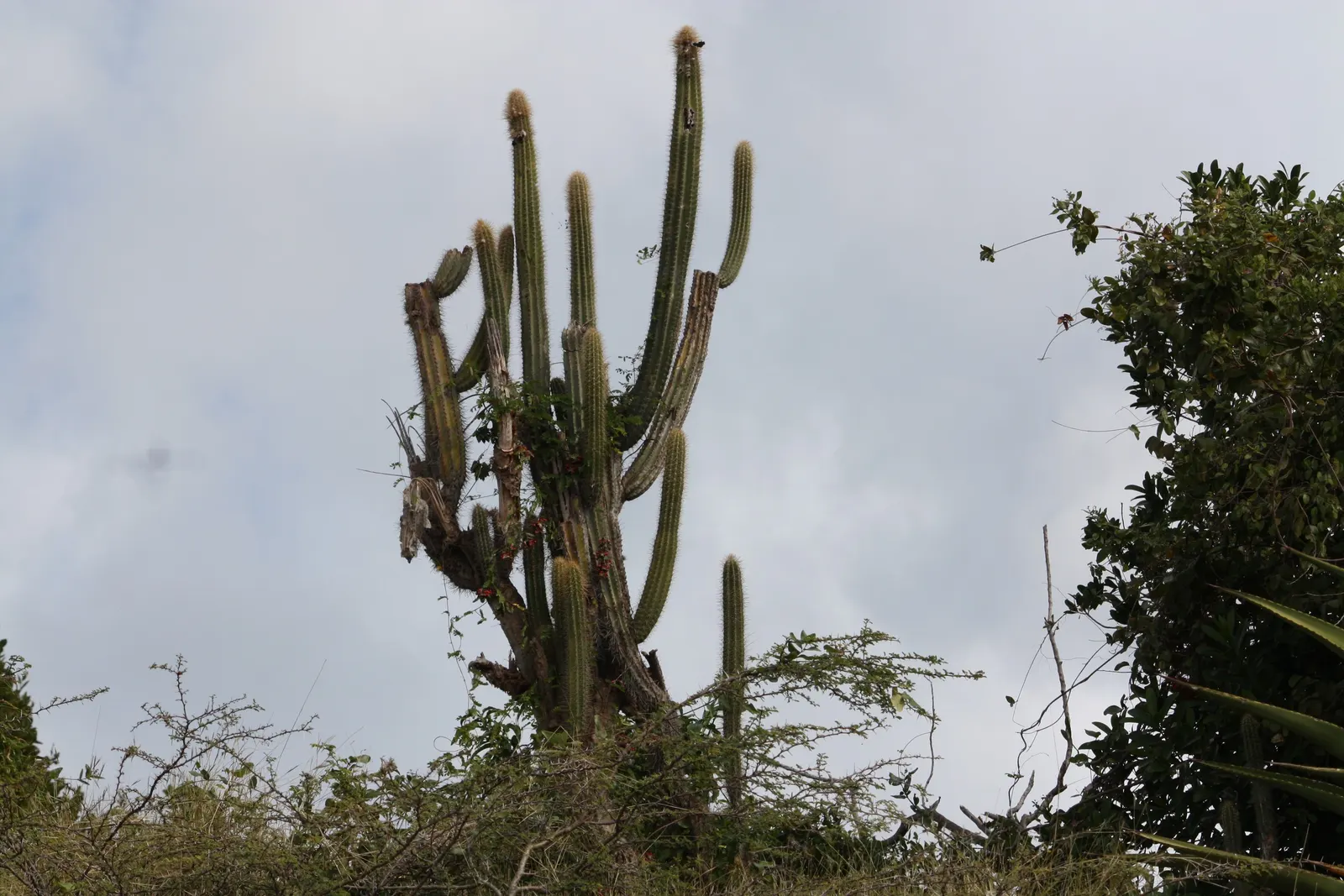 Organpipe Cactus (Stenocereus Thurberi) — this long-lived cactus forms multi-stemmed clusters and is adaptable to arid conditions