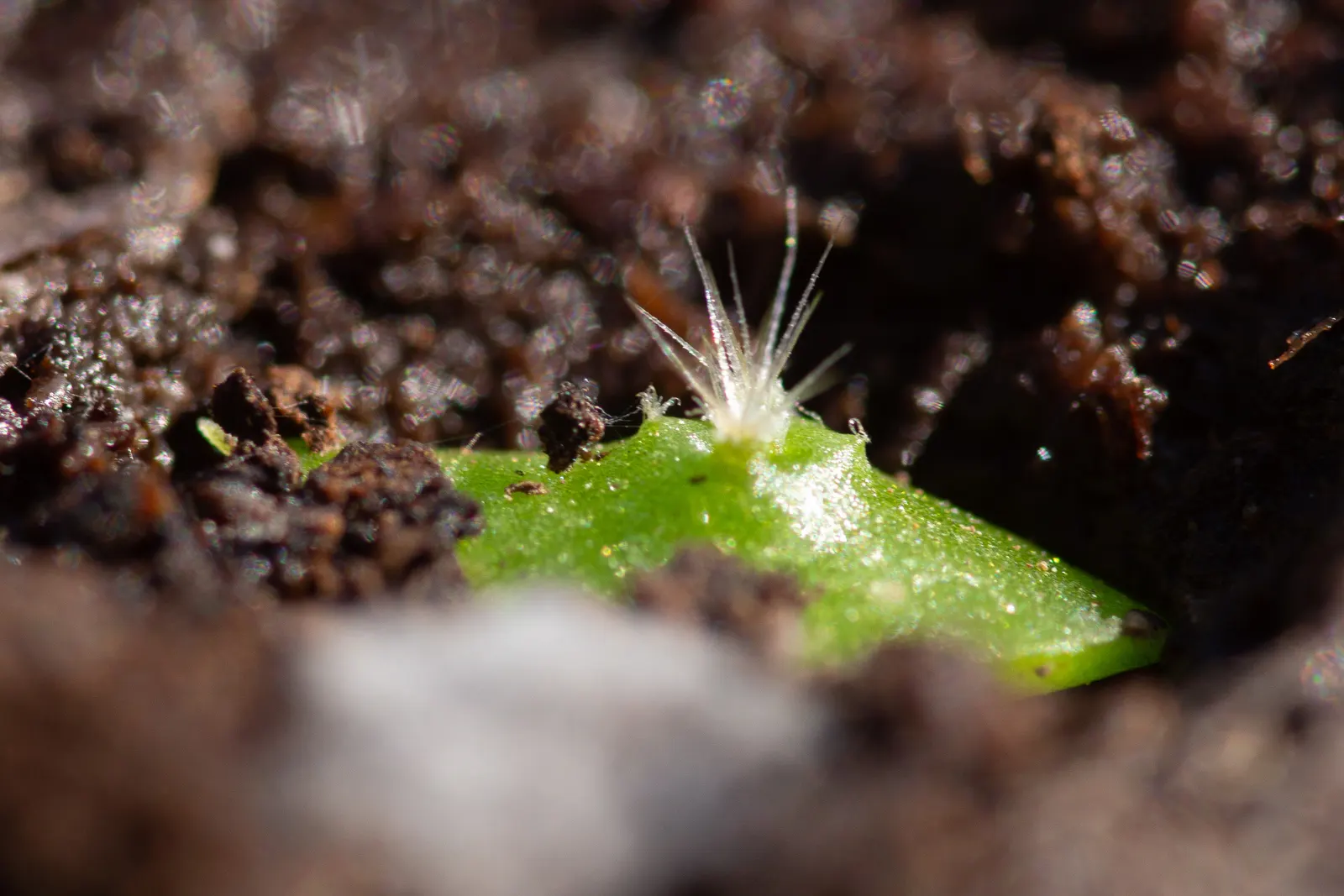 Organpipe Cactus (Stenocereus Thurberi) — these cacti can reach impressive heights between 15 to 20 feet
