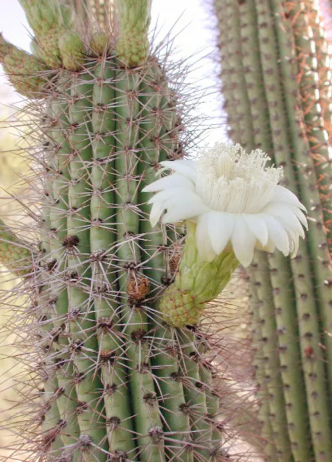 Organpipe Cactus (Stenocereus Thurberi) — with stems approximately 6 inches in diameter