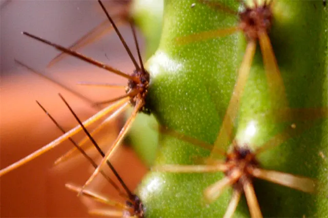 Organpipe Cactus (Stenocereus Thurberi) — Zones 9-11 are optimal for growth
