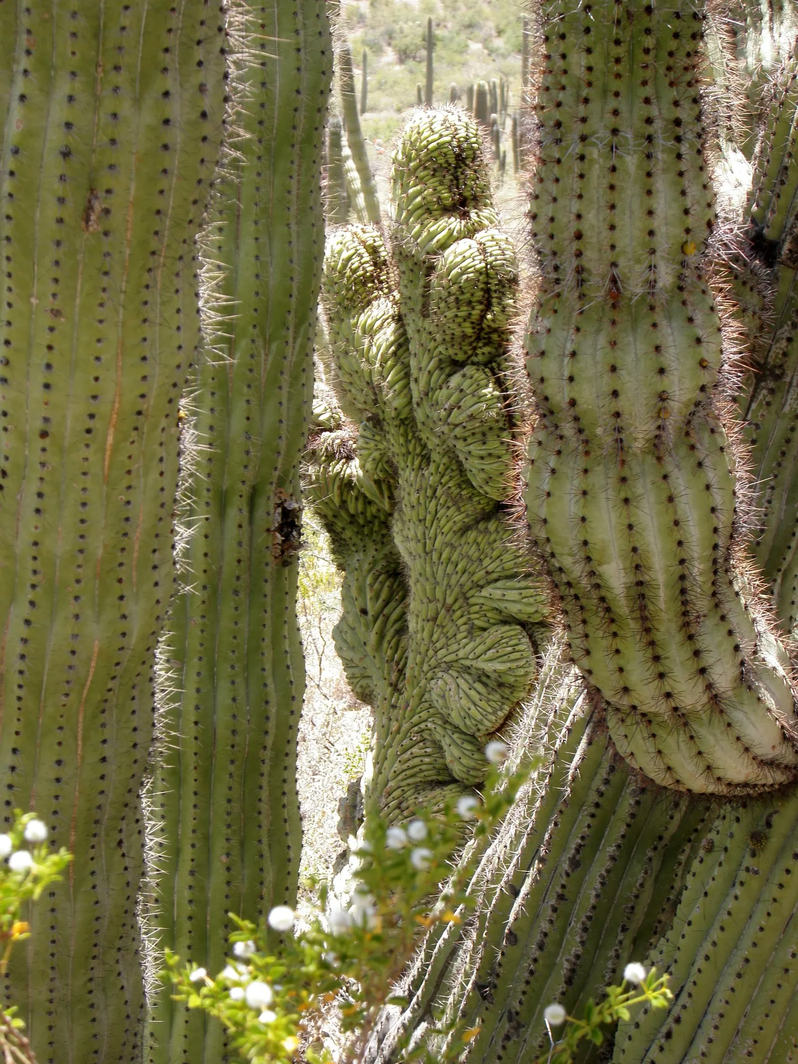 Organpipe Cactus (Stenocereus Thurberi) — Distinguished by its multiple