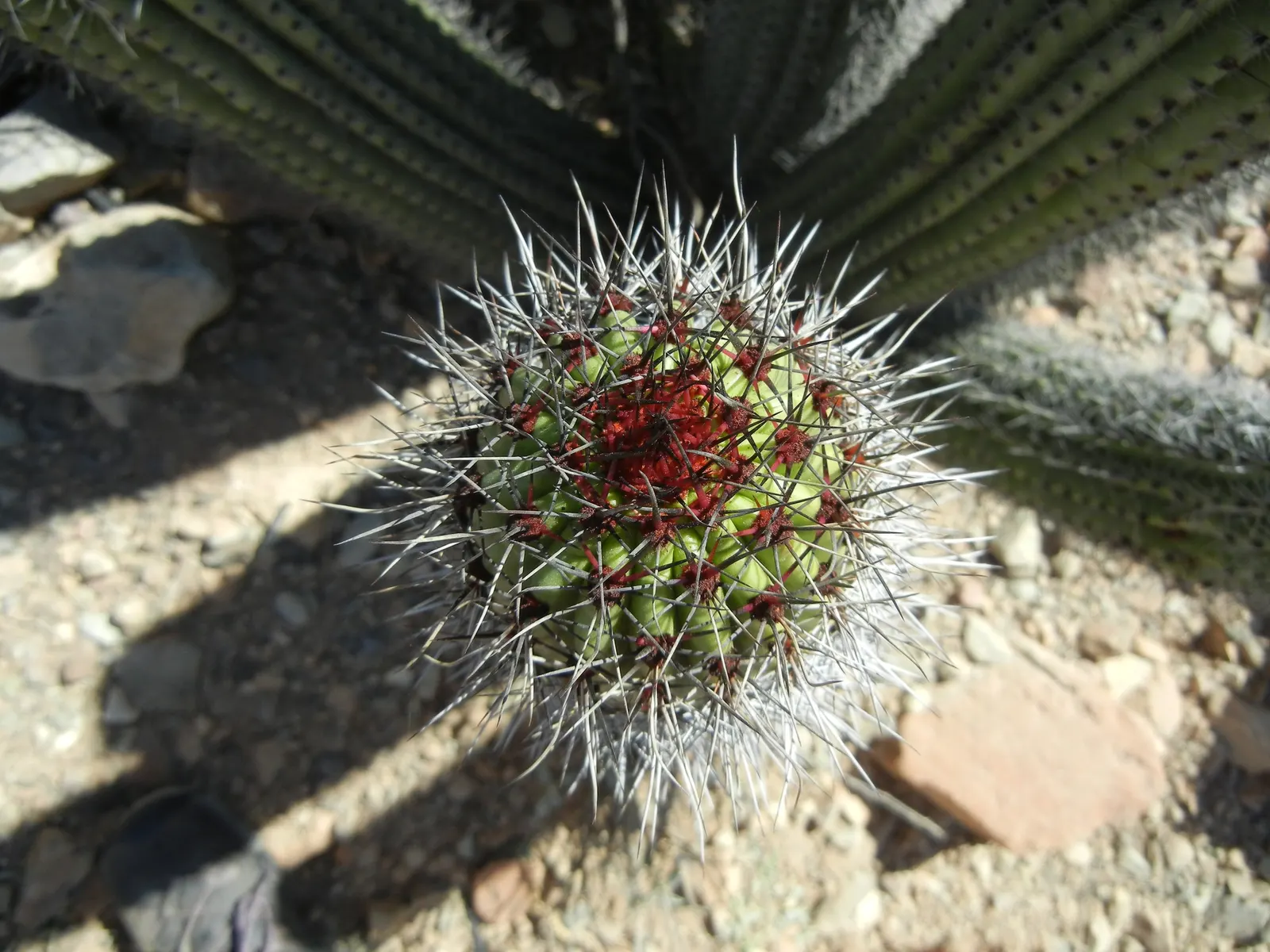 Organpipe Cactus (Stenocereus Thurberi) — columnar stems that rise vertically from a short