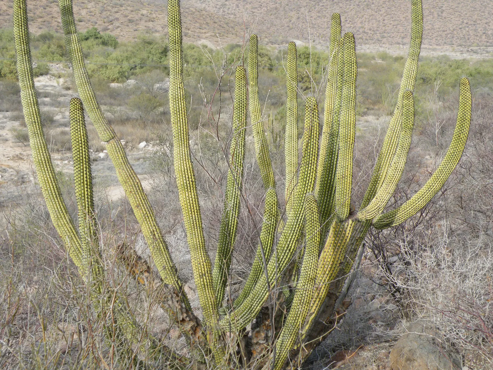 Organpipe Cactus (Stenocereus Thurberi) — The Organpipe Cactus (Stenocereus thurberi) is a distinctive