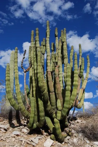 Organpipe Cactus (Stenocereus Thurberi) — Its nocturnal white blooms and edible fruit add interest