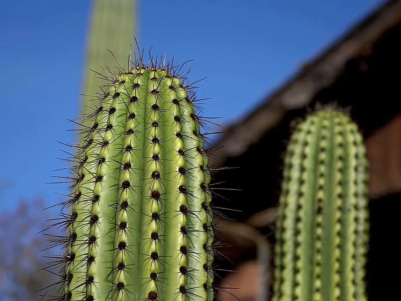 Organpipe Cactus (Stenocereus Thurberi) — Full sun exposure is required