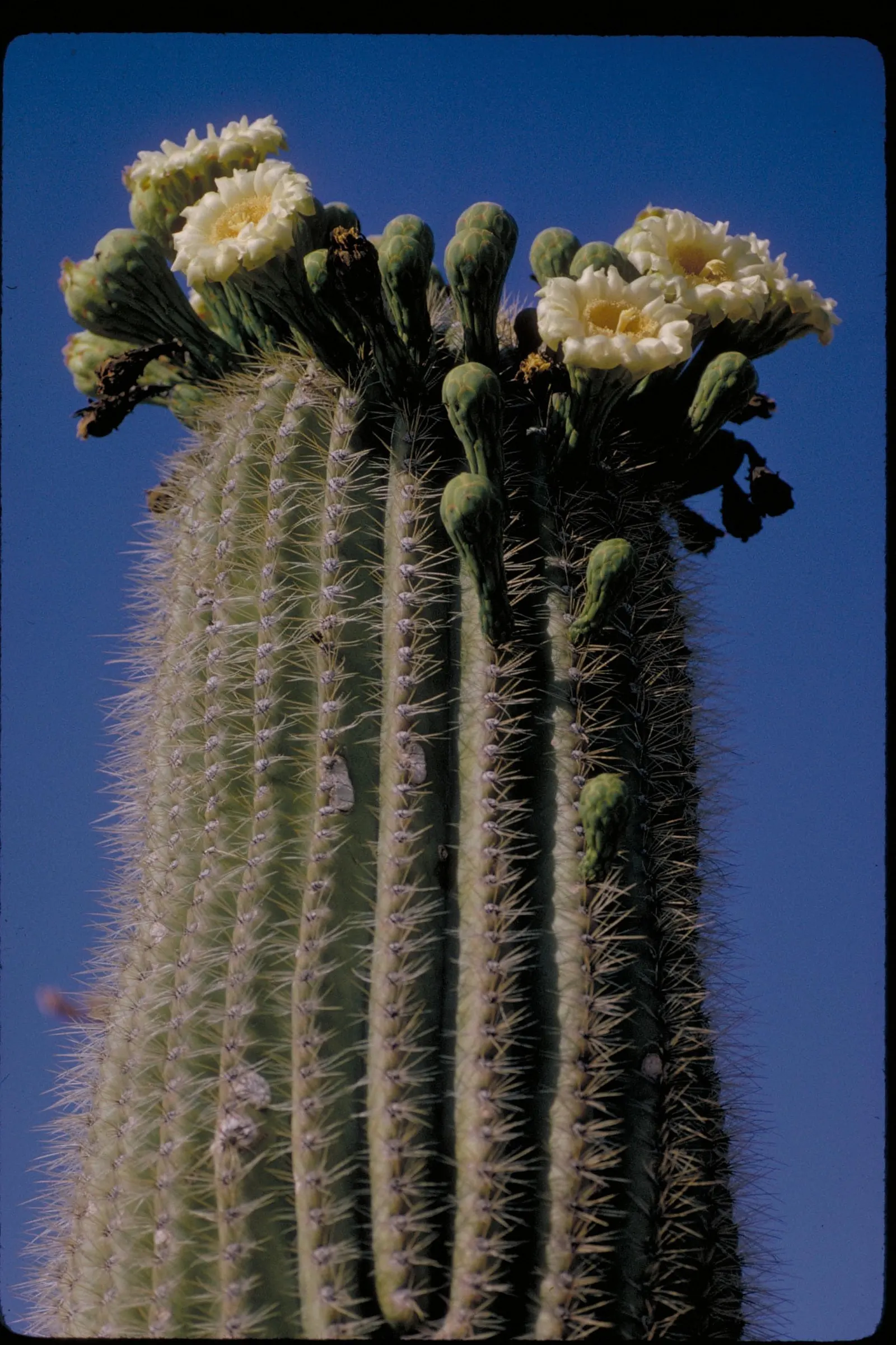 Organpipe Cactus (Stenocereus Thurberi) — Native to the Sonoran Desert
