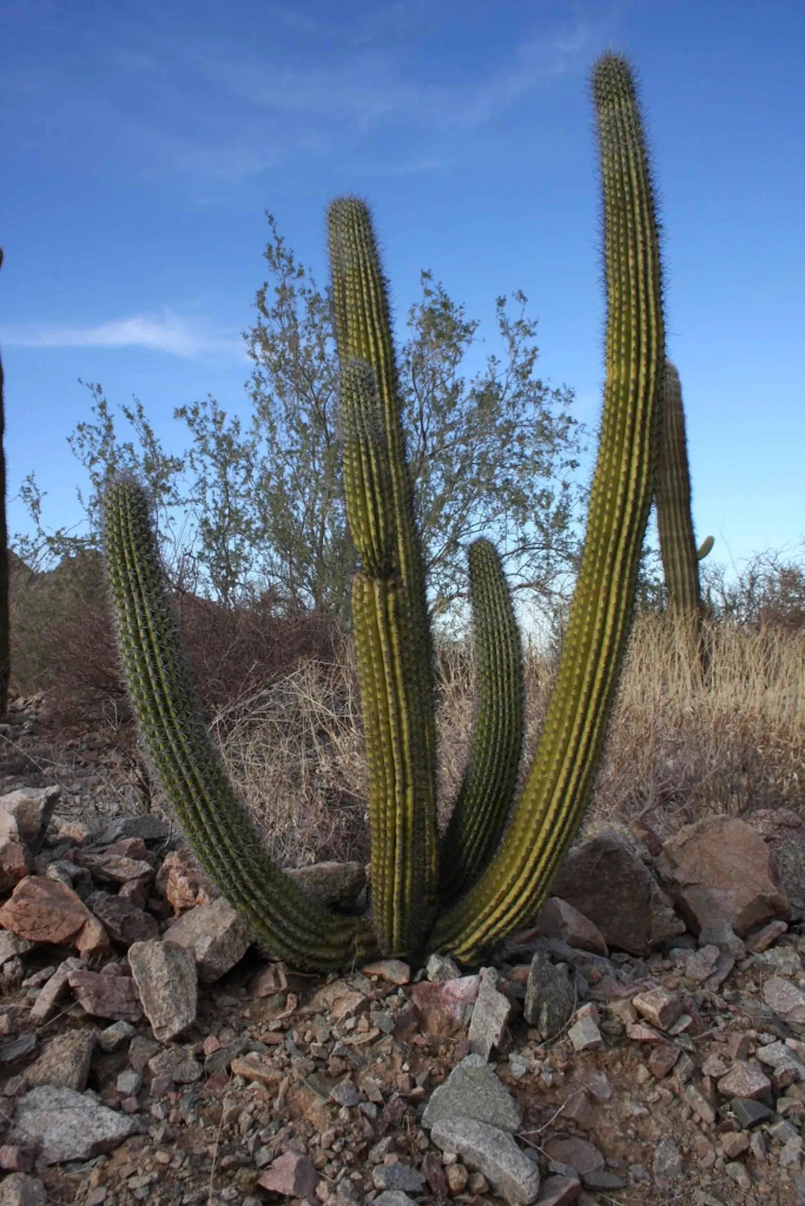 Organpipe Cactus (Stenocereus Thurberi) — Plant in well-draining soil; minimal watering is sufficient