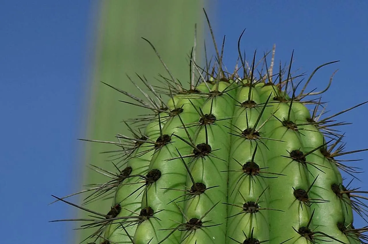 Organpipe Cactus (Stenocereus Thurberi) — columnar species rising to heights of 15-26 feet