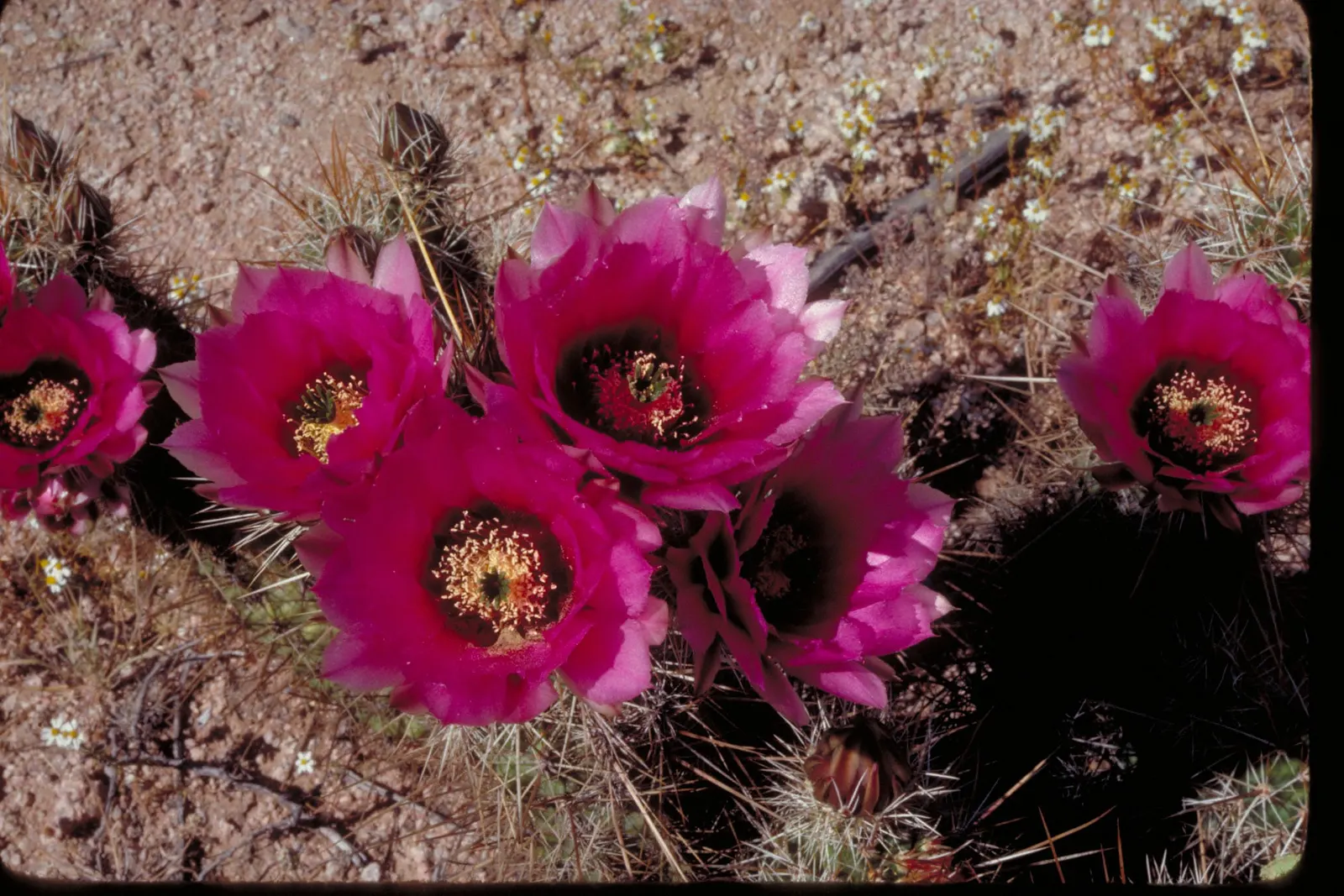 Organpipe Cactus (Stenocereus Thurberi) — hence its common name.<br><br>Growing at a moderate pace