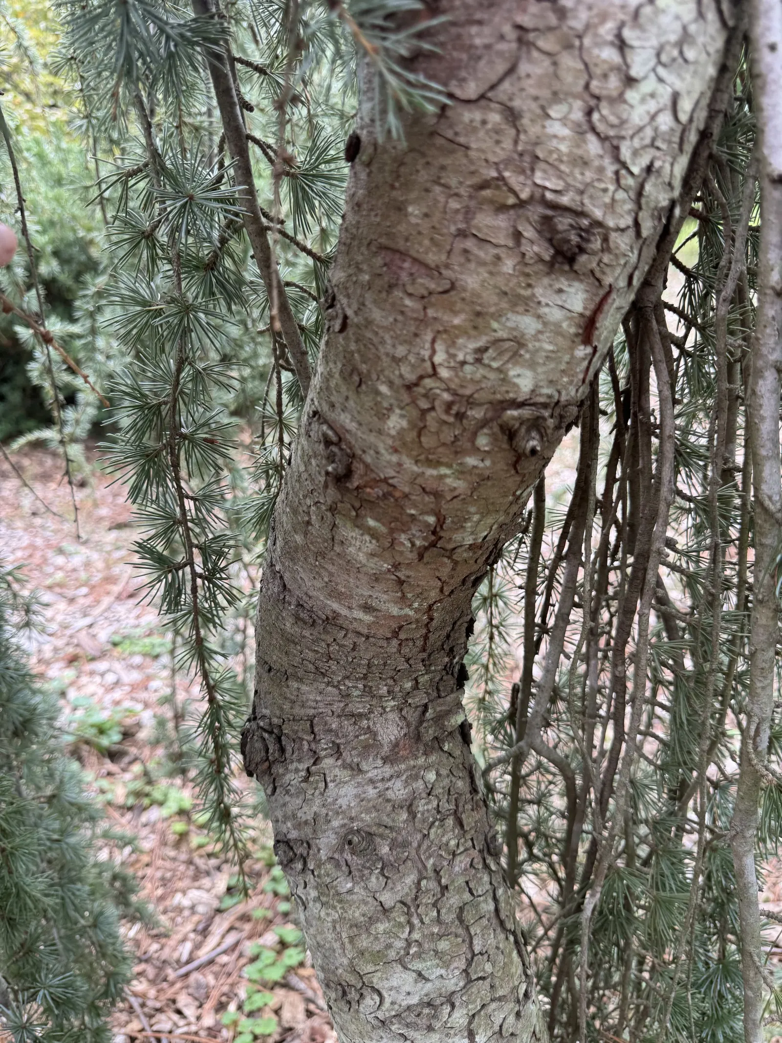 Weeping Deodar Cedar (Cedrus Deodara 'Pendula') — The Weeping Deodar Cedar (Cedrus deodara 'Pendula') is a graceful, evergreen specimen tree
