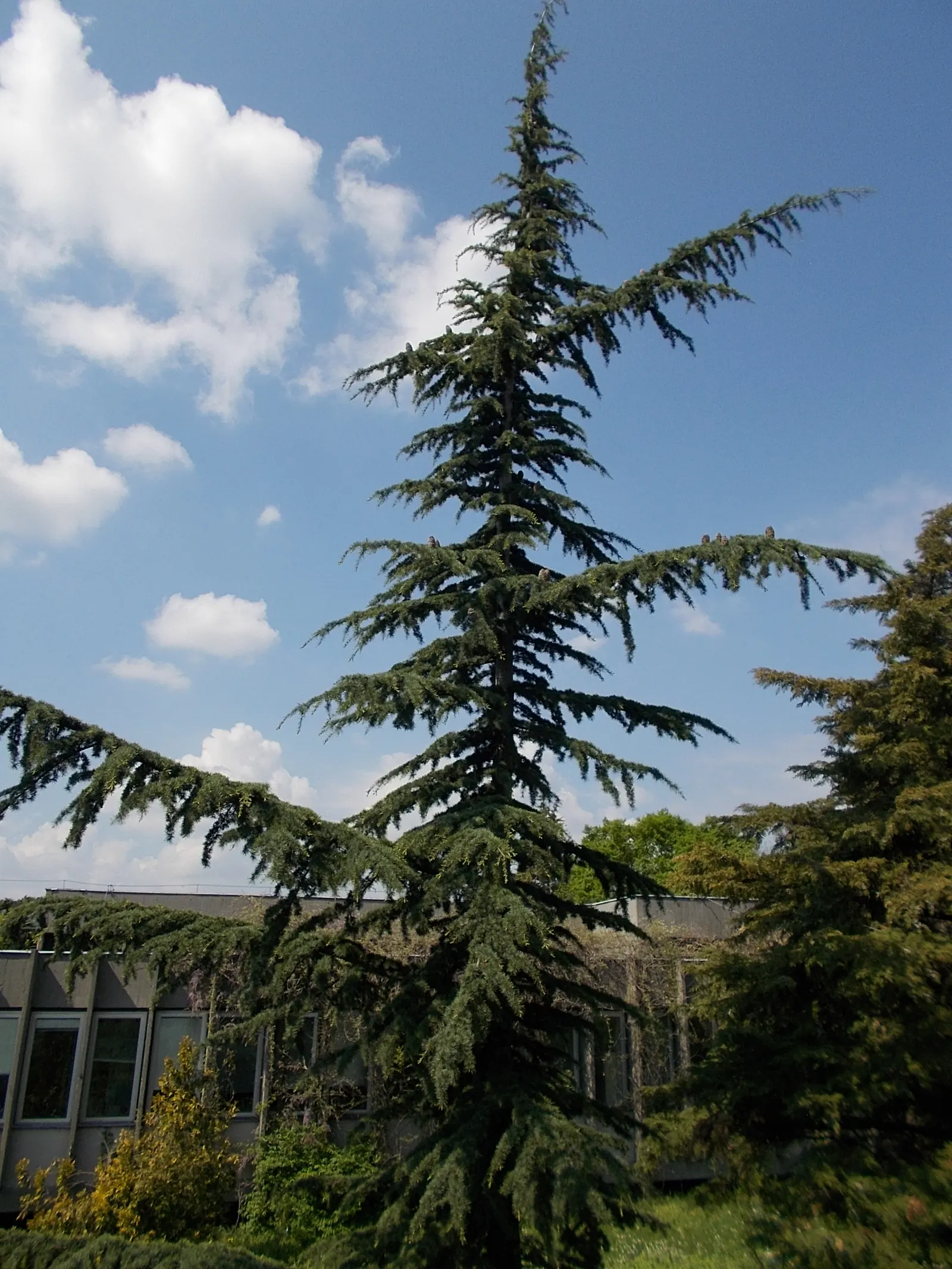 Weeping Deodar Cedar (Cedrus Deodara 'Pendula') — It features cascading branches that form an elegant, weeping silhouette