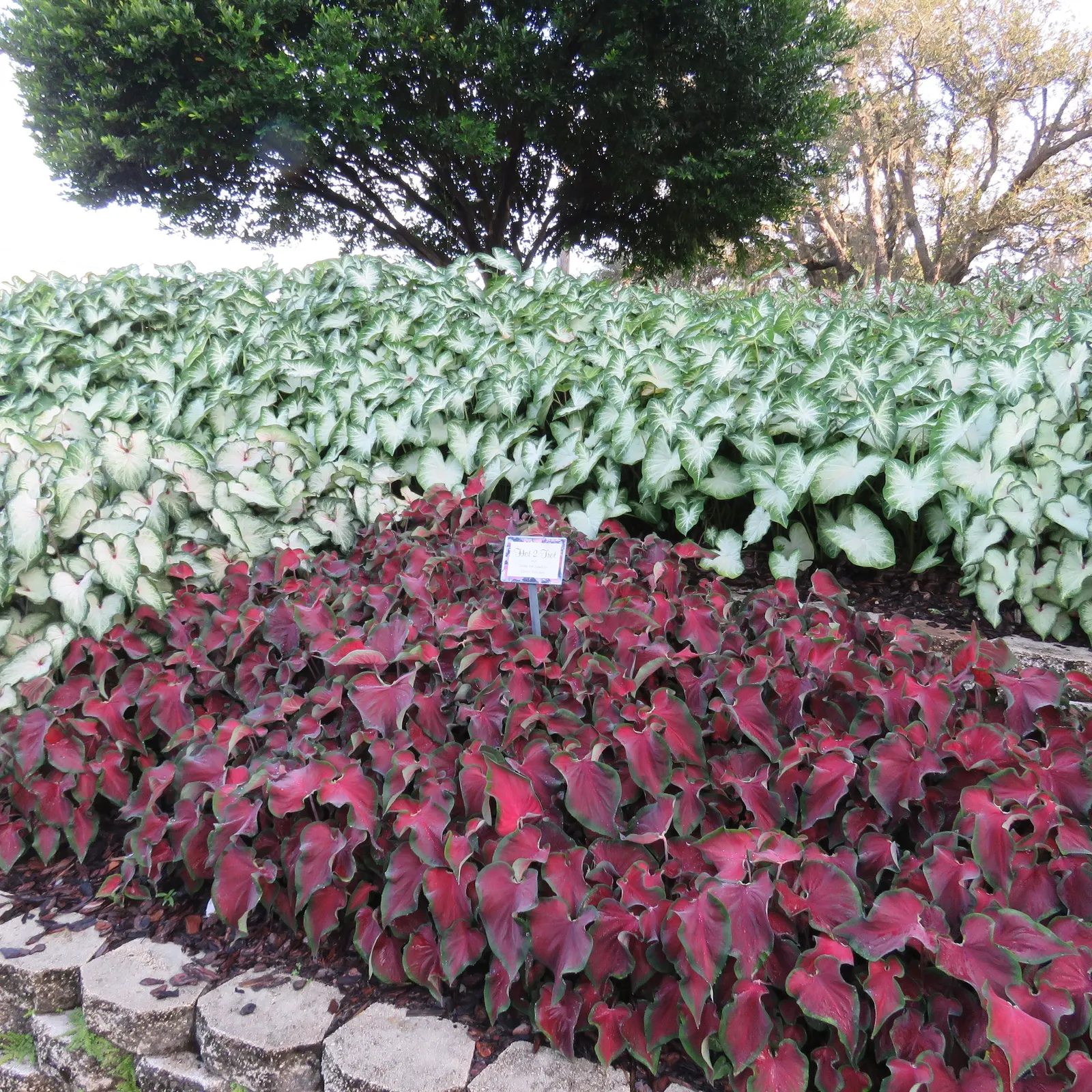 'Hot 2 Trot' Sun and Shade Caladium (Caladium hortulanum) — Grown for foliage rather than flowers