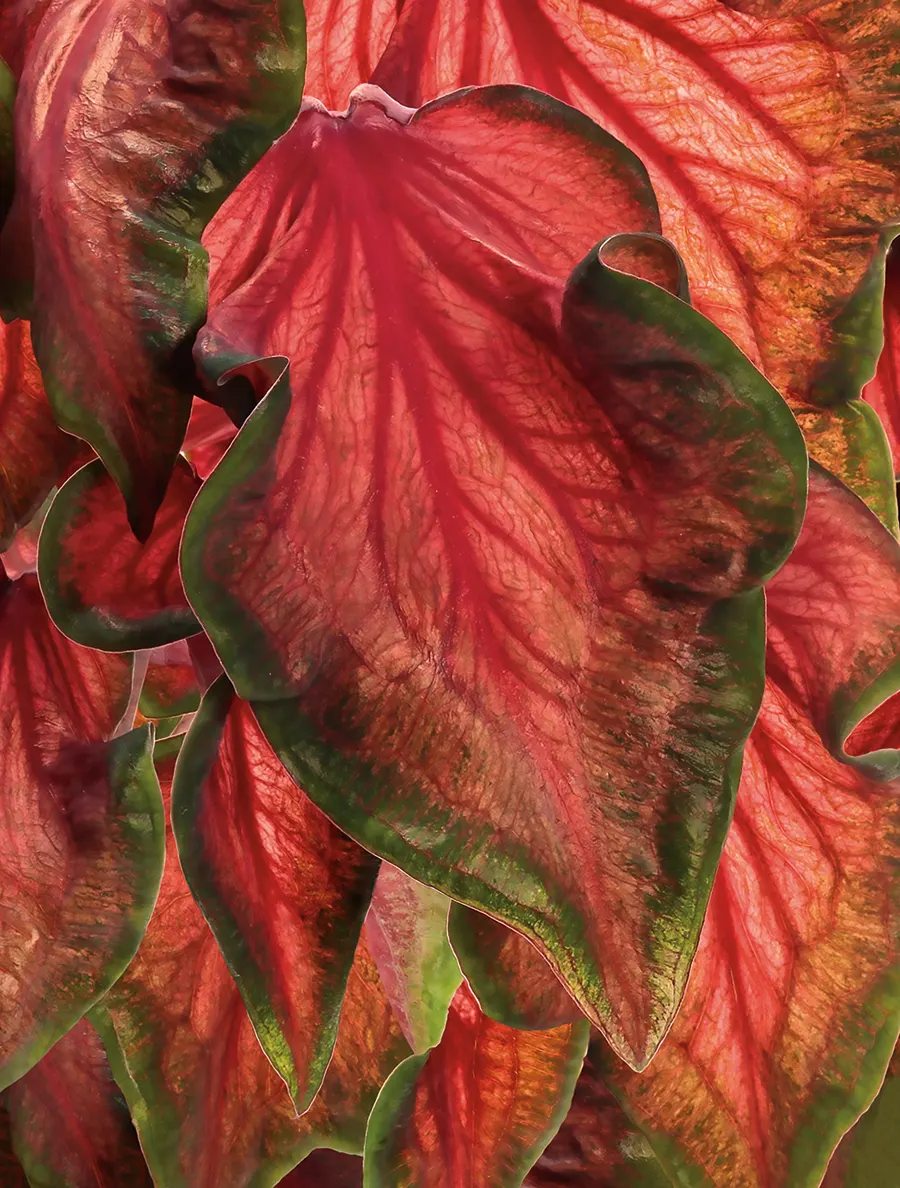 'Hot 2 Trot' Sun and Shade Caladium (Caladium hortulanum) — so containers are often the most reliable choice in cooler regions where potting mixes warm more