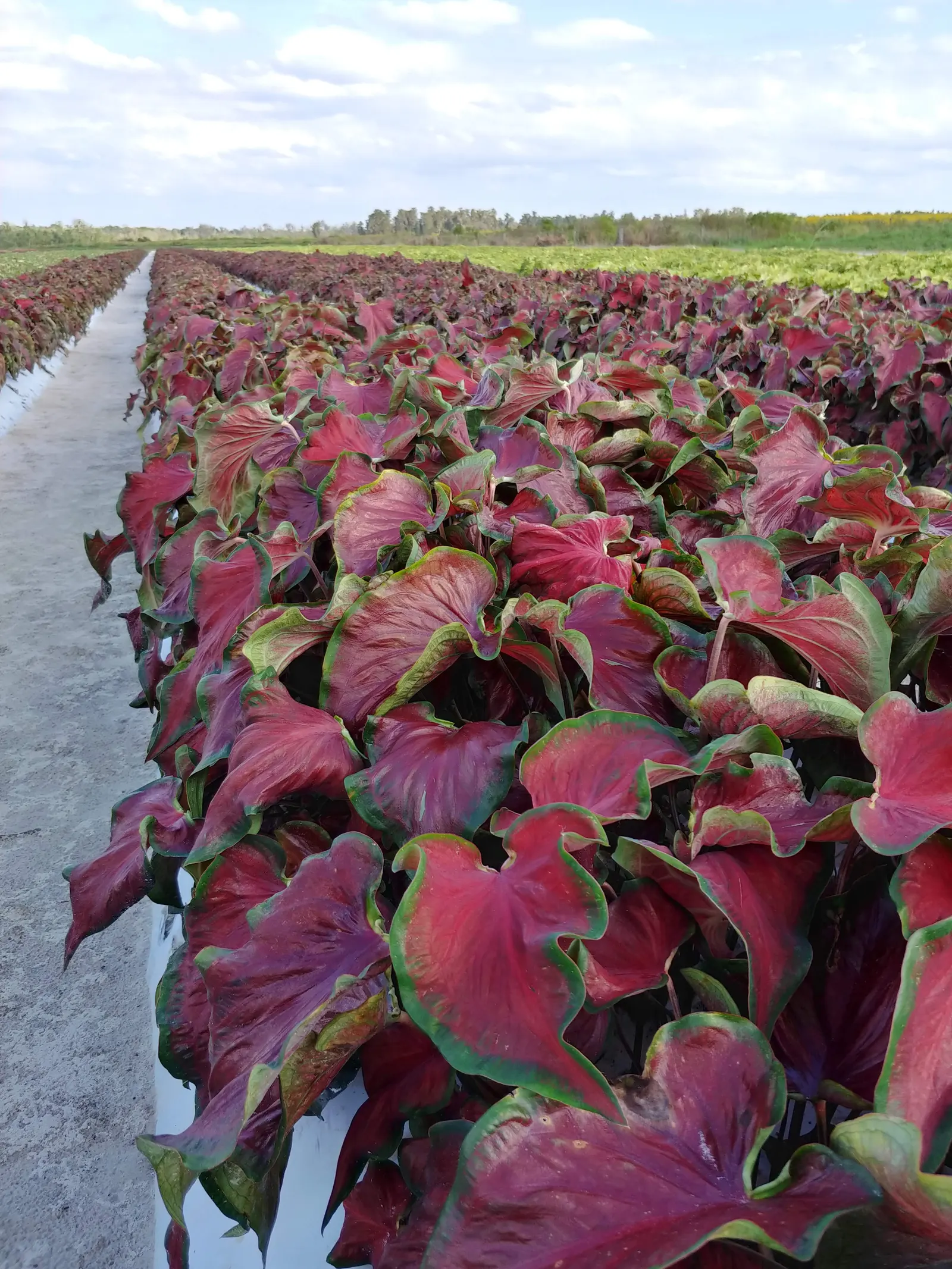 'Hot 2 Trot' Sun and Shade Caladium (Caladium hortulanum) — high-contrast effect that reads beautifully from a distance while still offering refined detail up