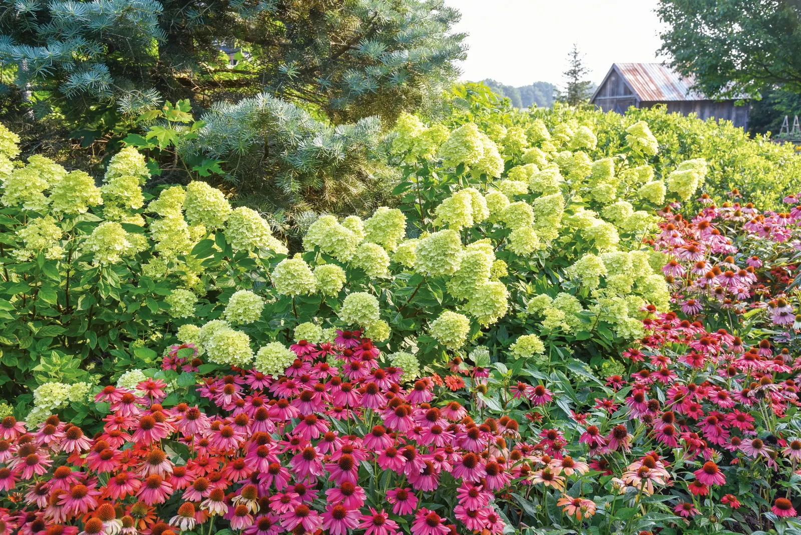 'The Fuchsia is Bright' Coneflower (Echinacea hybrid) — it is drought tolerant once established and attracts pollinators