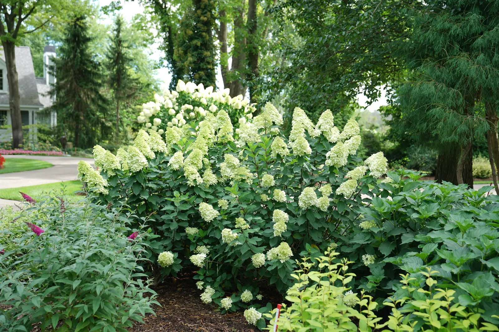 Limelight Prime® Panicle Hydrangea (Hydrangea paniculata) — The Hydrangea paniculata 'Limelight Prime'