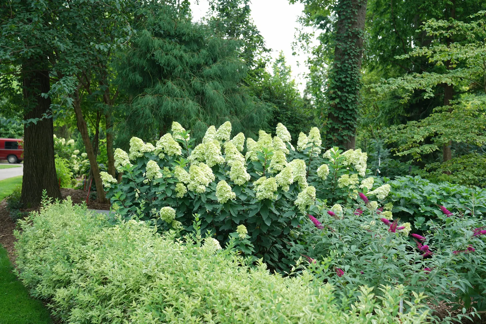 Limelight Prime® Panicle Hydrangea (Hydrangea paniculata) — upright deciduous shrub that brings luminous summer color and sturdy architecture to the garden