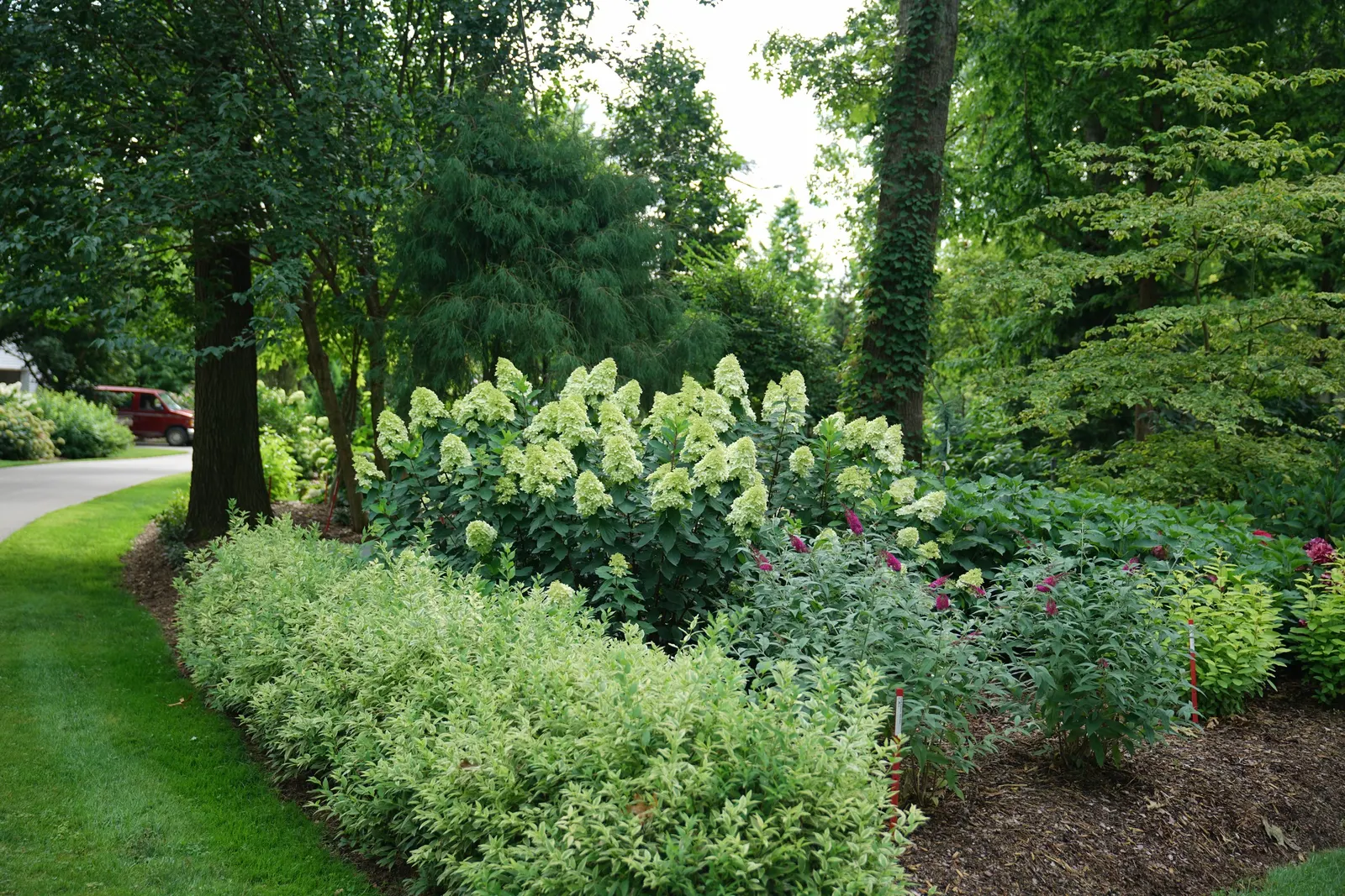 Limelight Prime® Panicle Hydrangea (Hydrangea paniculata) — Part of the Proven Winners® collection