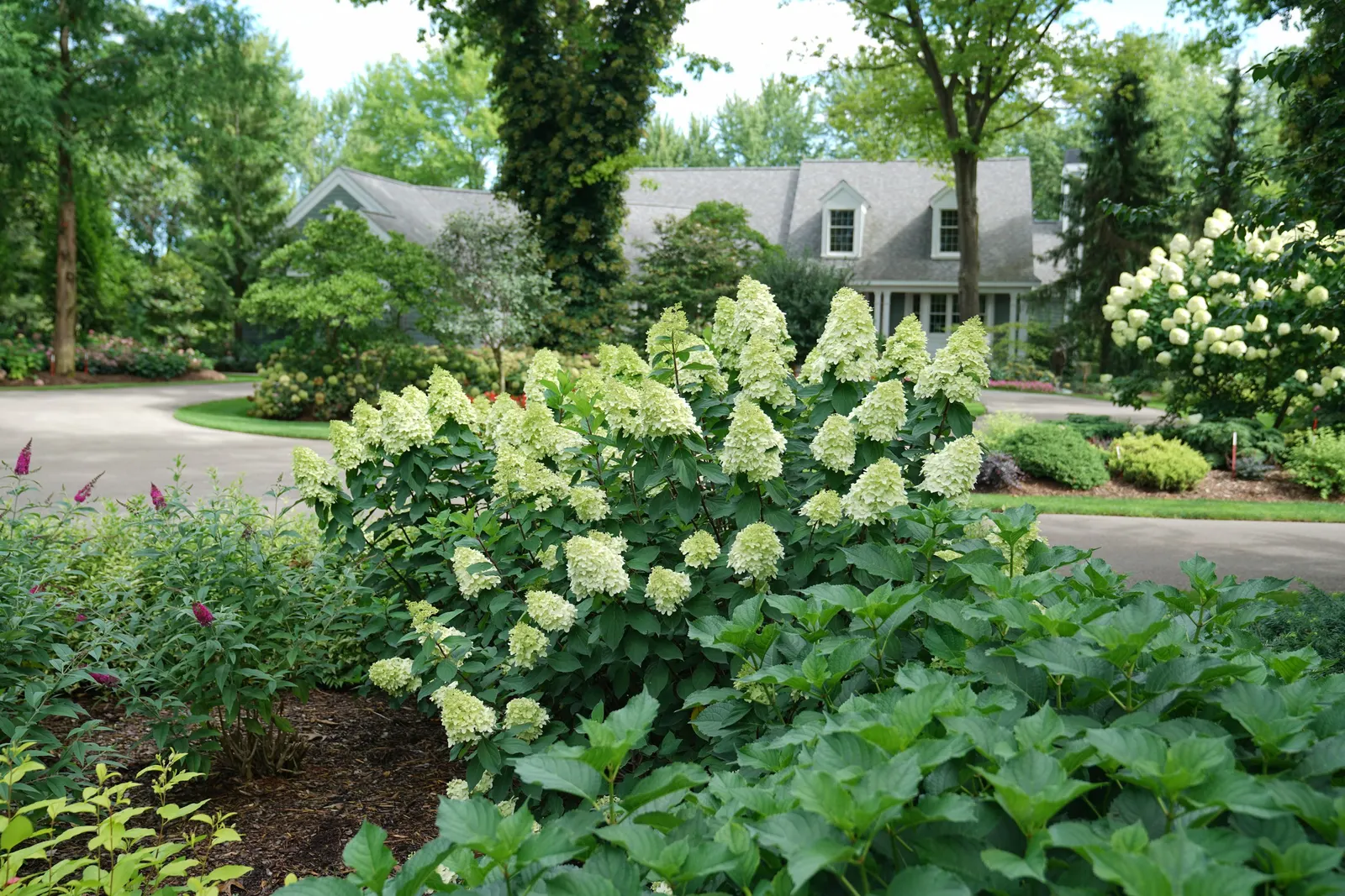 Limelight Prime® Panicle Hydrangea (Hydrangea paniculata) — commonly referred to as Limelight Prime® Panicle Hydrangea