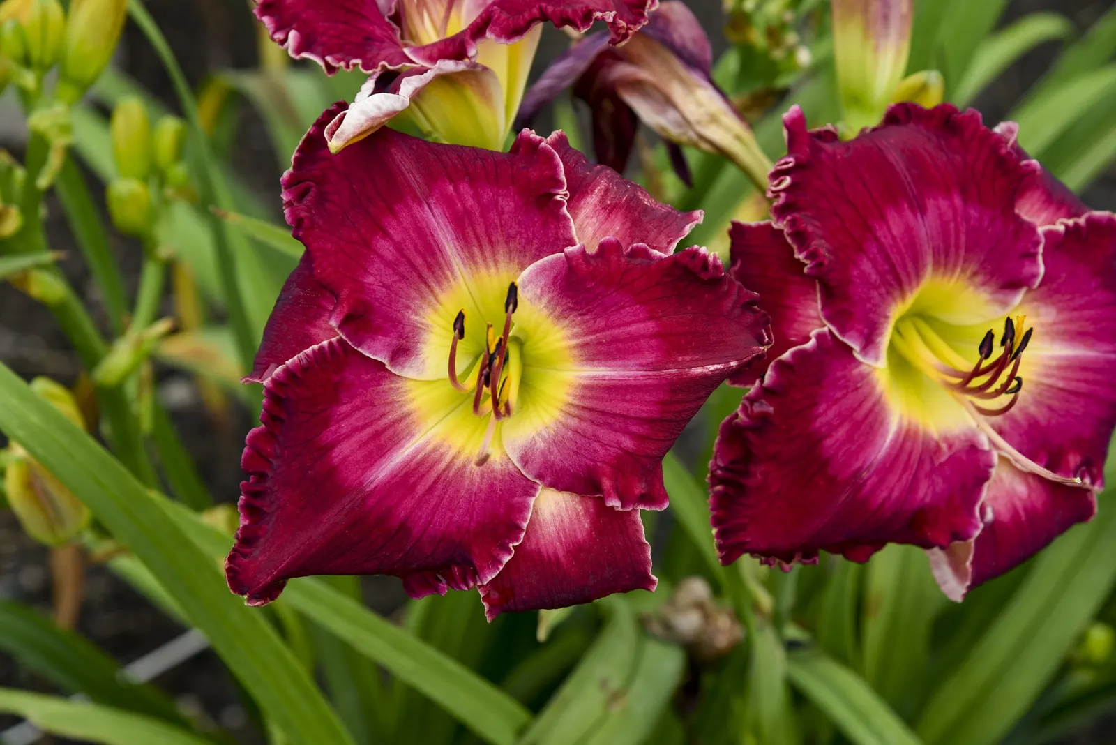 'Blood, Sweat and Tears' Daylily (Hemerocallis hybrid) — Sweat and Tears' is an upright daylily with large raspberry-red flowers