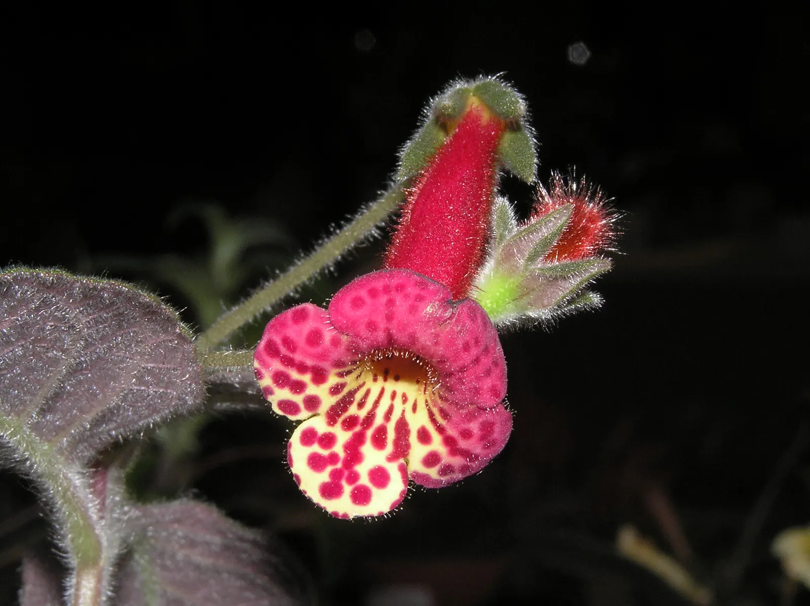 African Violet (Saintpaulia Ionantha) — It prefers consistently moist soil; blue and multi-colored and pink and purple and red and violet and white, image 67