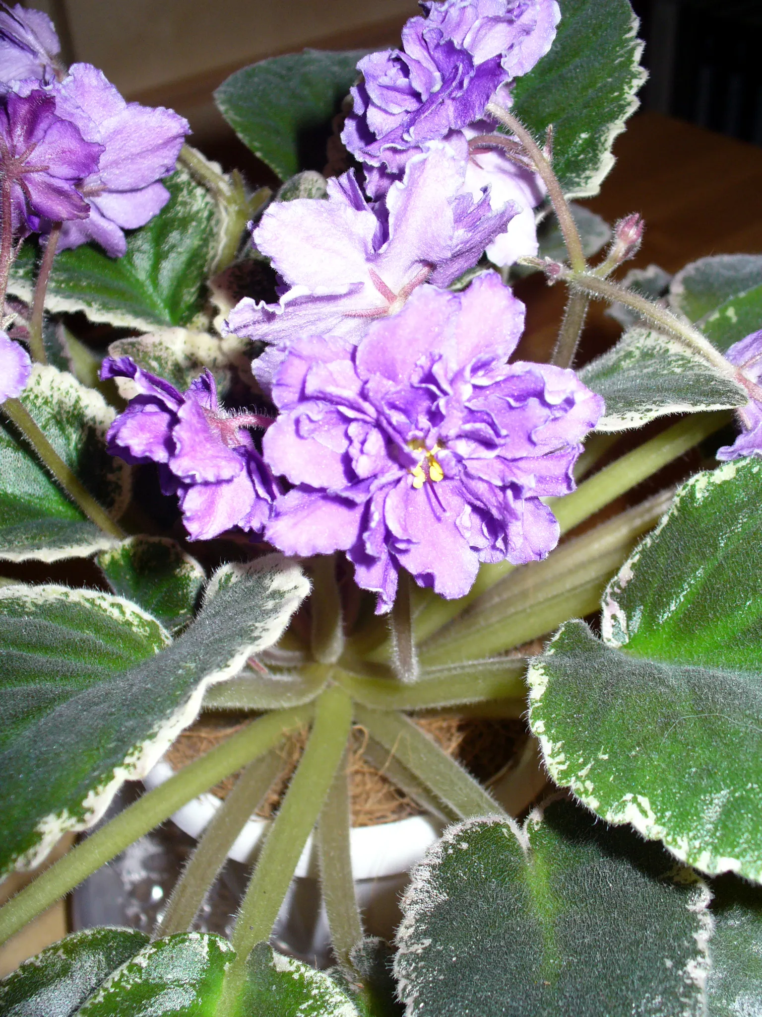 African Violet (Saintpaulia Ionantha) — with its plush rosette of dark green; often flowering several times a year