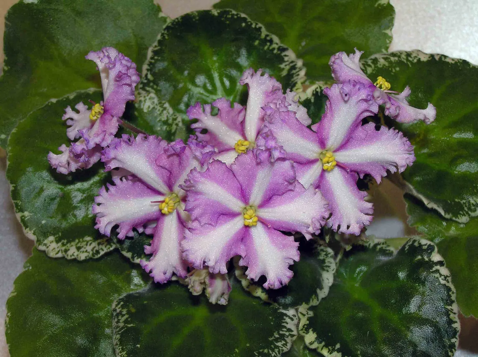 African Violet (Saintpaulia Ionantha) — away from direct sunbeams which can scorch its delicate leaves; african Violets should be watered from, image 66