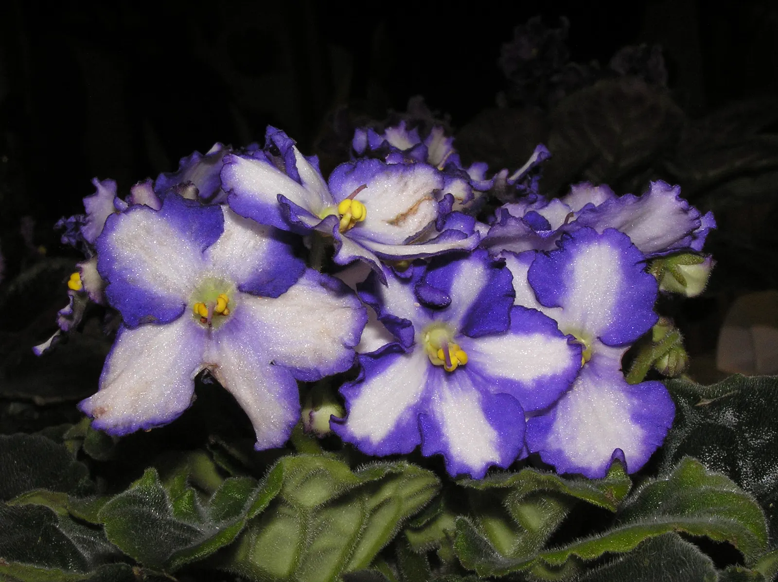 African Violet (Saintpaulia Ionantha) — They are sensitive to cold drafts and temperature fluctuations, so placement stability is paramount; when, image 122