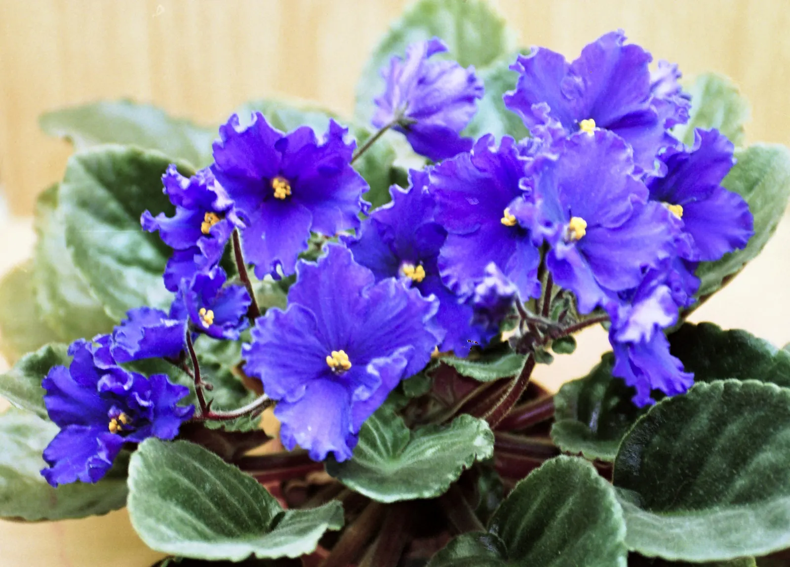 African Violet (Saintpaulia Ionantha) — it is essential to consider providing a humid environment; keep at 65-75&deg;F for optimal growth, image 72
