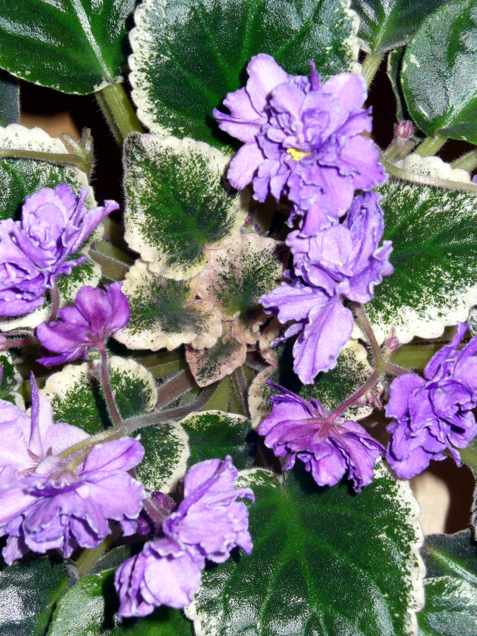 African Violet (Saintpaulia Ionantha) — and enjoys well-draining soil and moderate indirect light; perennial with blue and multi-colored and pink, image 134