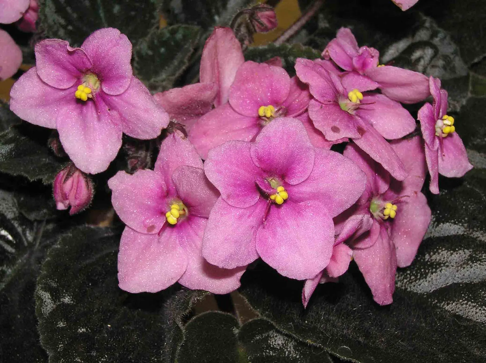 African Violet (Saintpaulia Ionantha) — When designing a space that includes African Violets; perennial for full or half, image 97