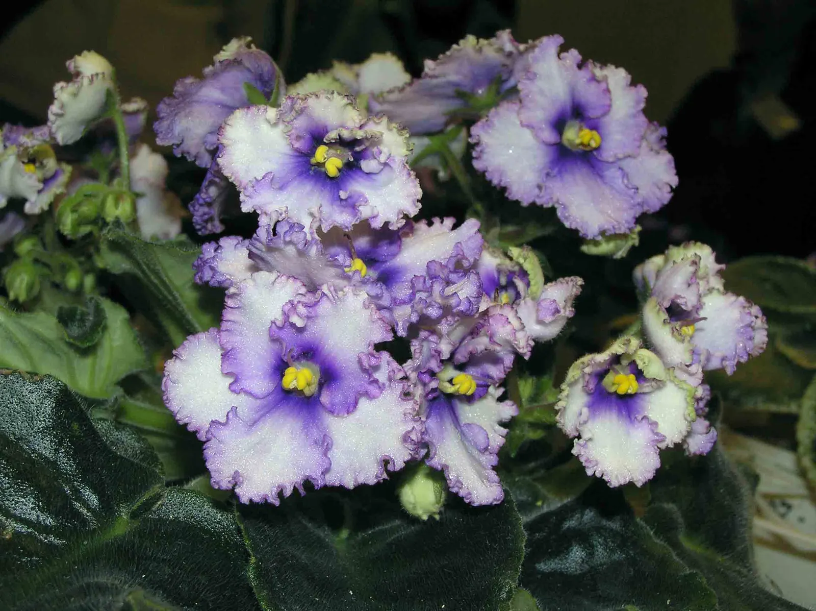 African Violet (Saintpaulia Ionantha) — This petite yet vibrant houseplant brings a touch of color indoors; it prefers consistently moist soil, image 114