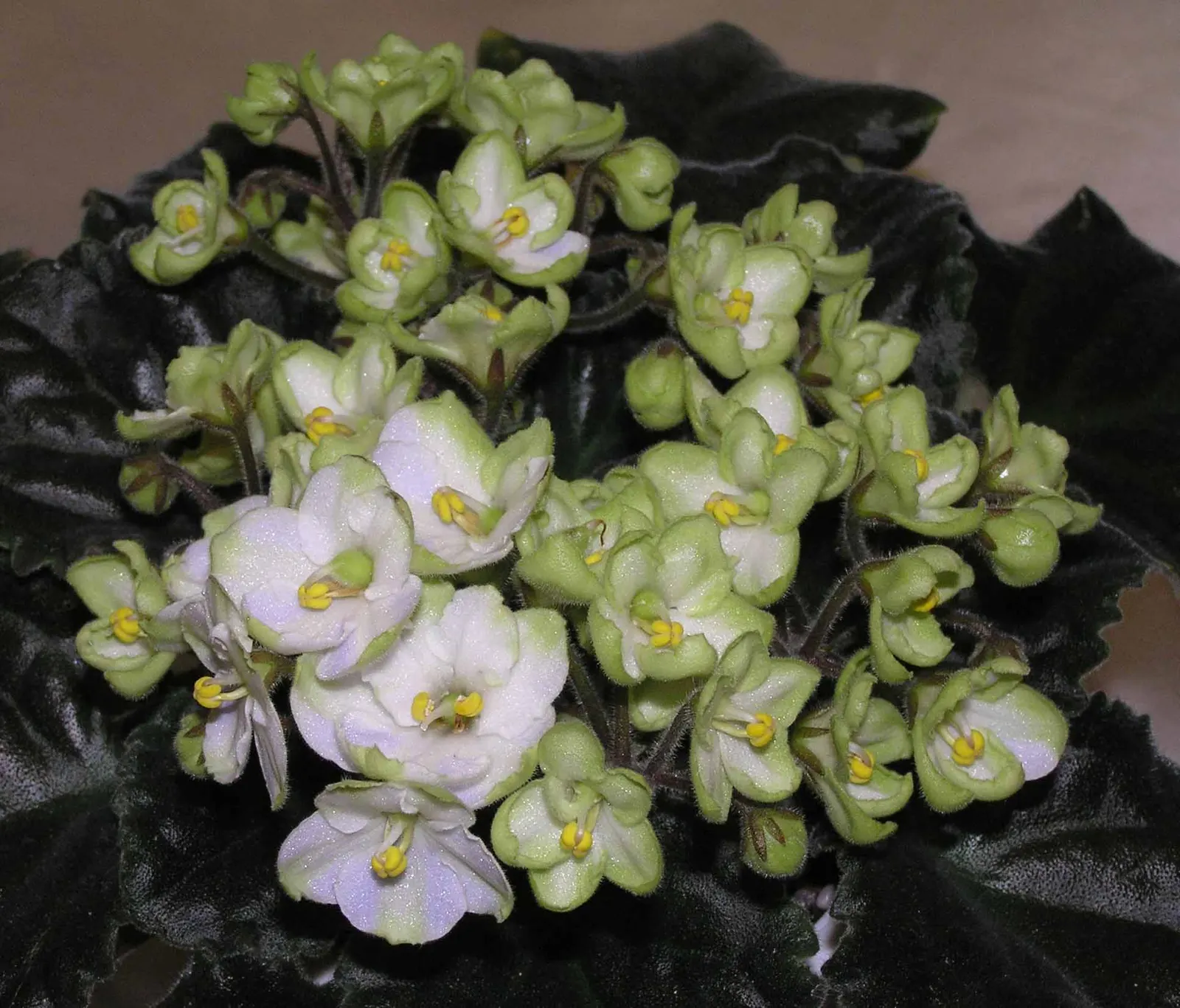African Violet (Saintpaulia Ionantha) — Keep at 65-75&deg;F for optimal growth; it is essential to consider providing a humid environment, image 85