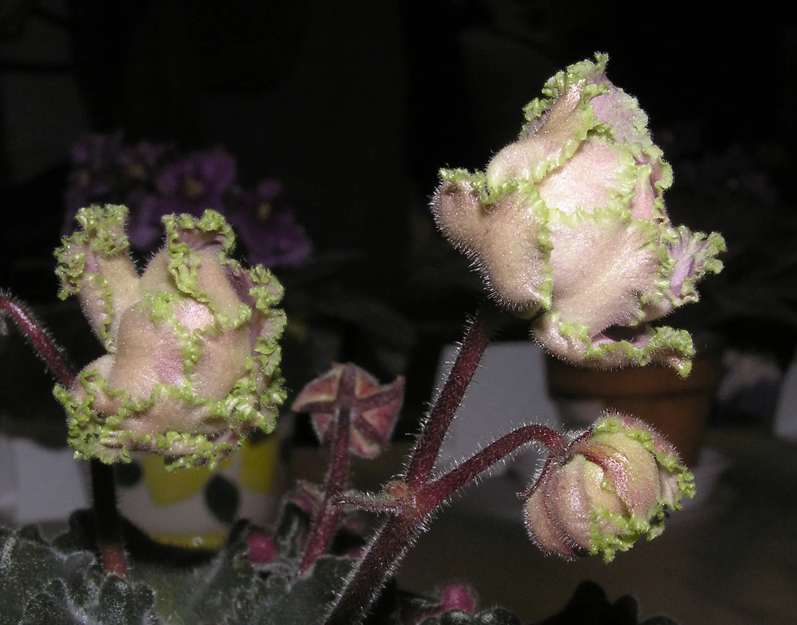 African Violet (Saintpaulia Ionantha) — perennial for full or half; contributing an enduring splash of color to their home garden scene, image 104
